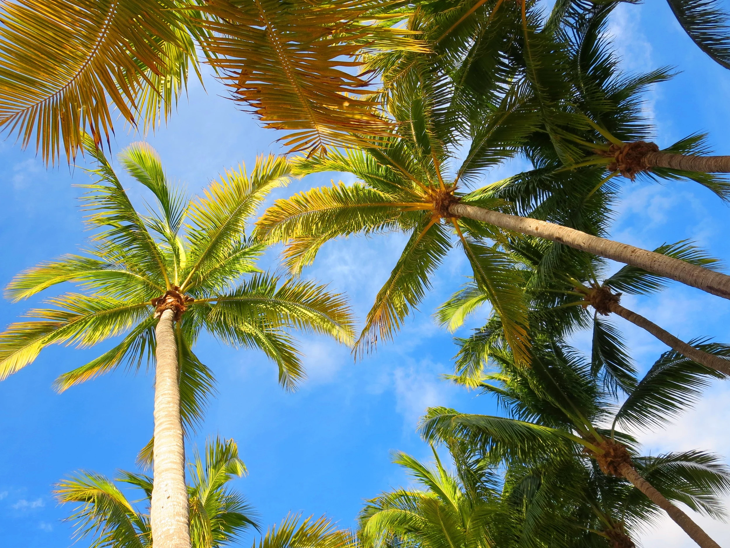 La Brisa Unit Palm Trees From Pool