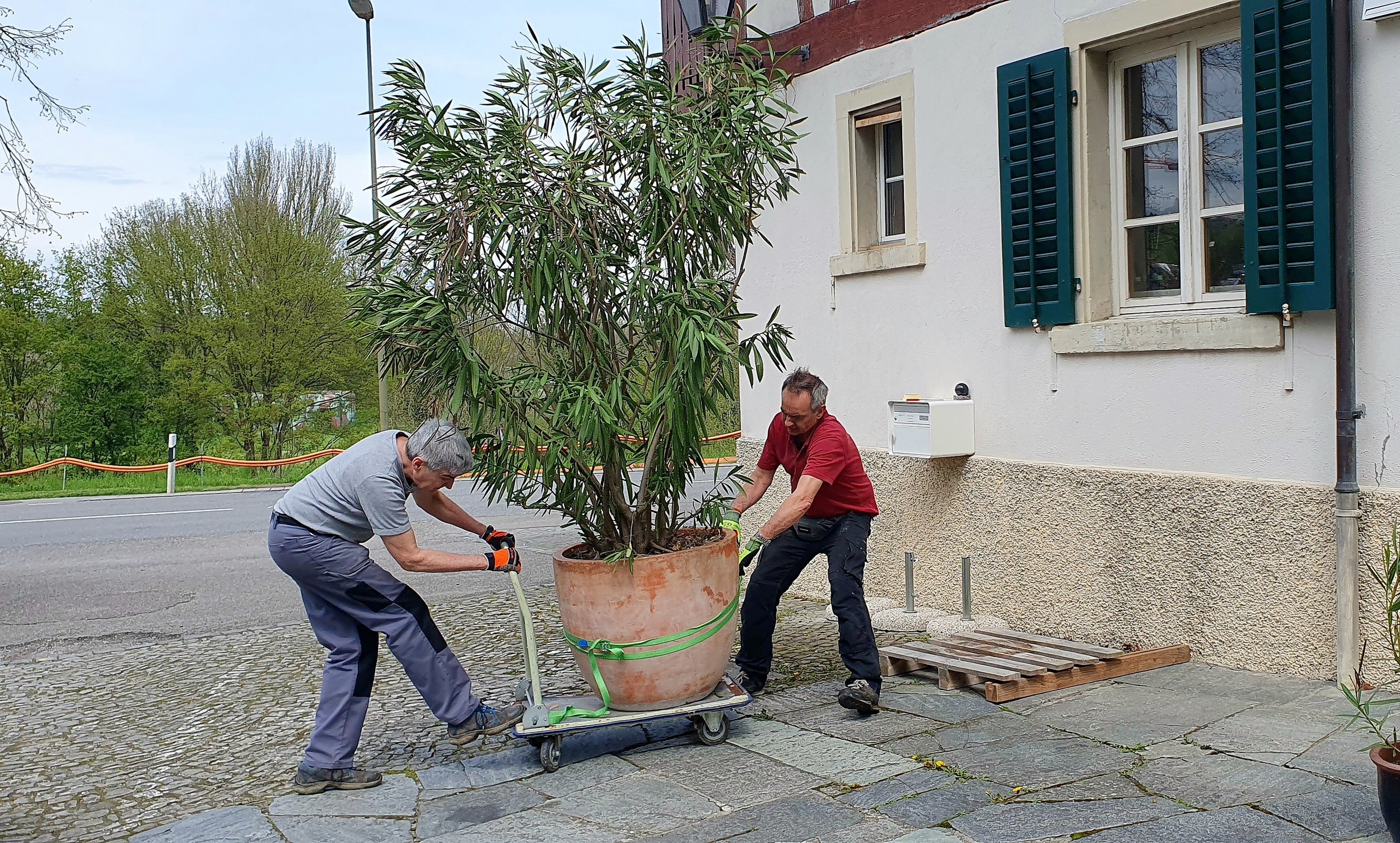 Die Topfpflanzen werden ins Freie gebracht.jpg