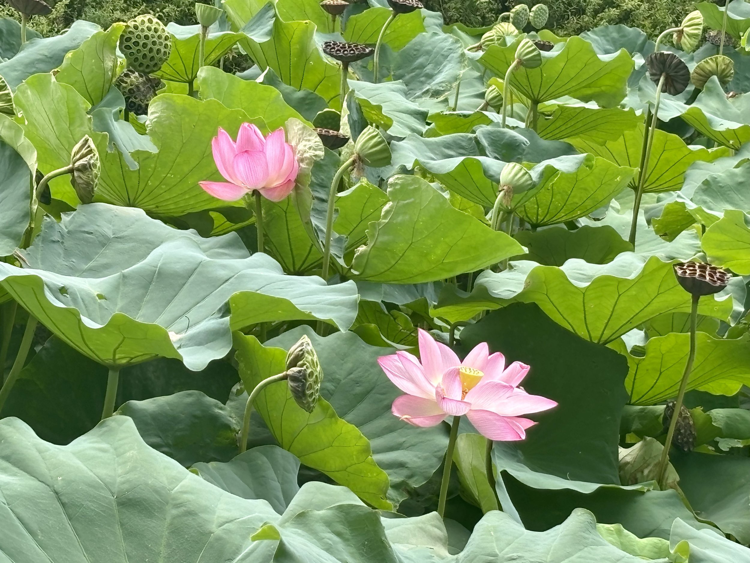 Weltmeditationstag 21.12.