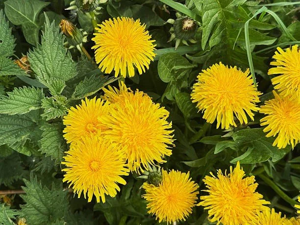 Essbare Wildpflanzen im Frühling - Das wilde Triumvirat