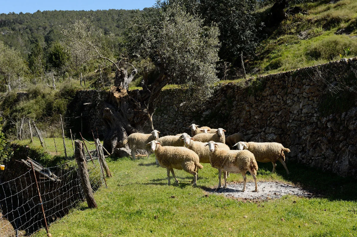 Can Vilda Marge-moutons.jpg