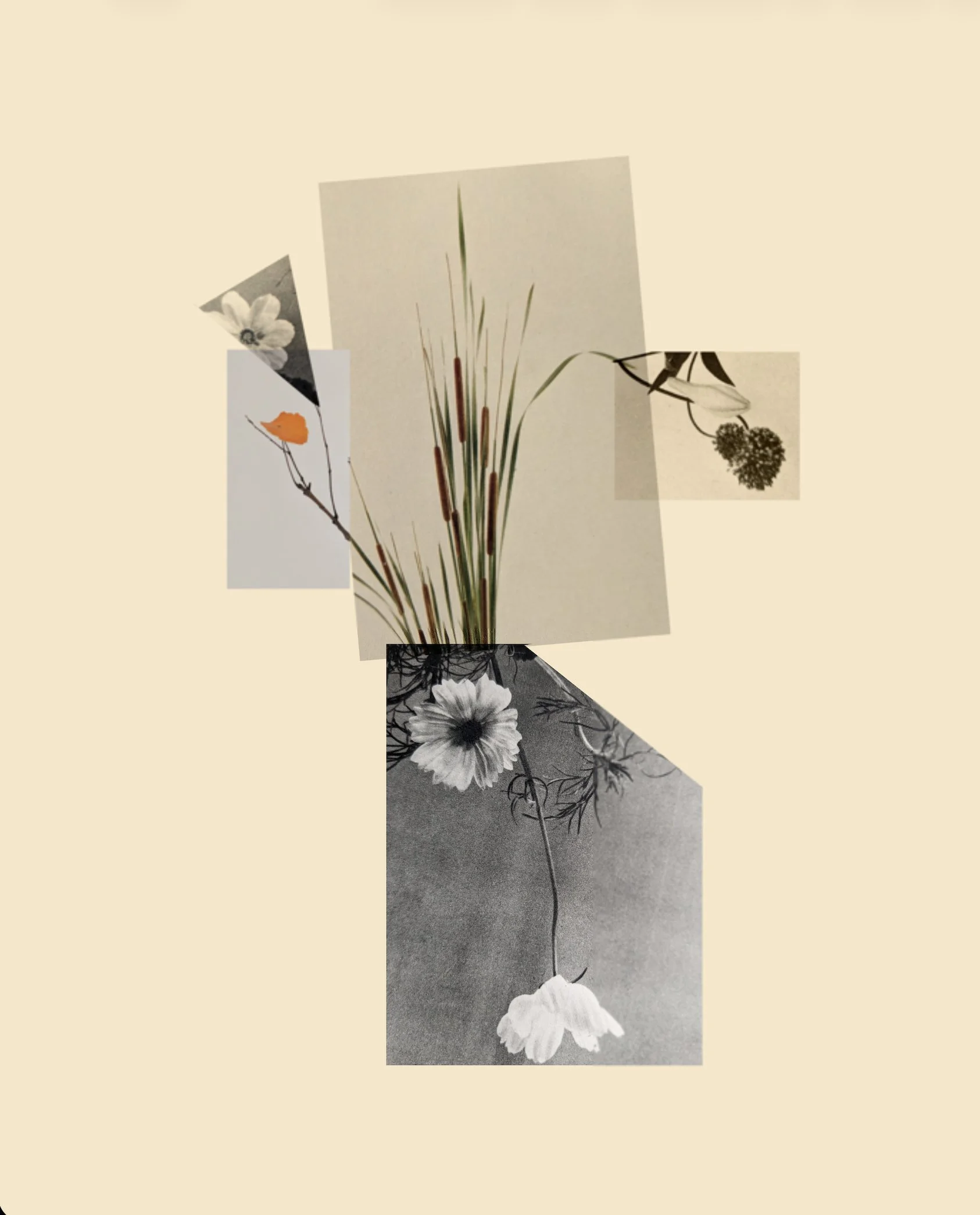 corsage 1