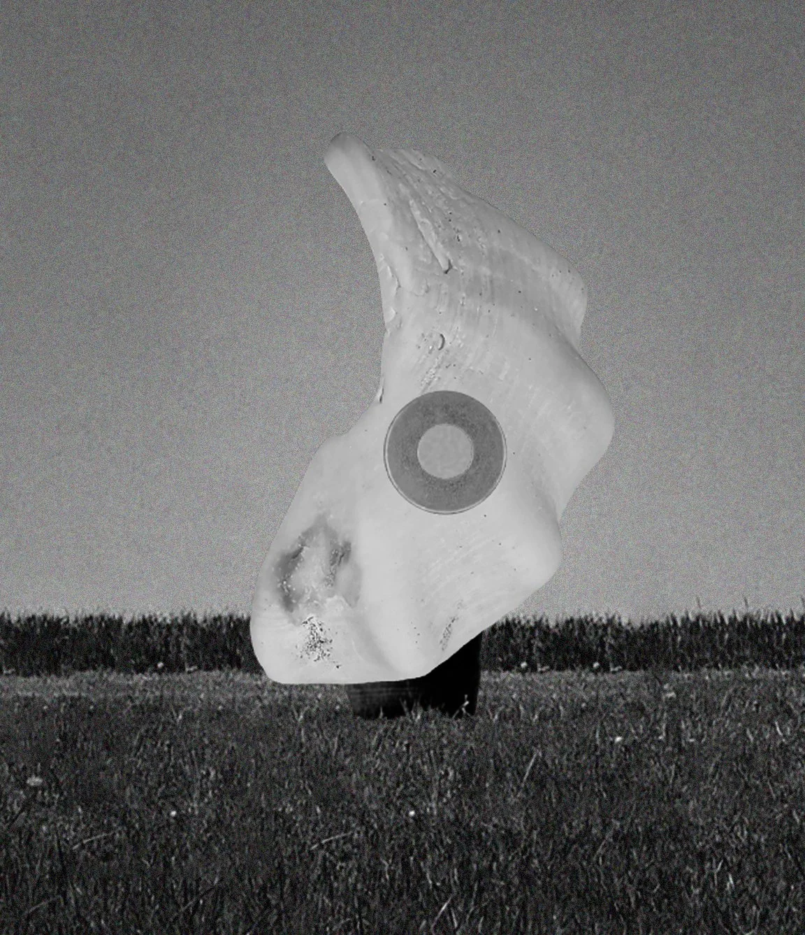 shellspirit3.jpg