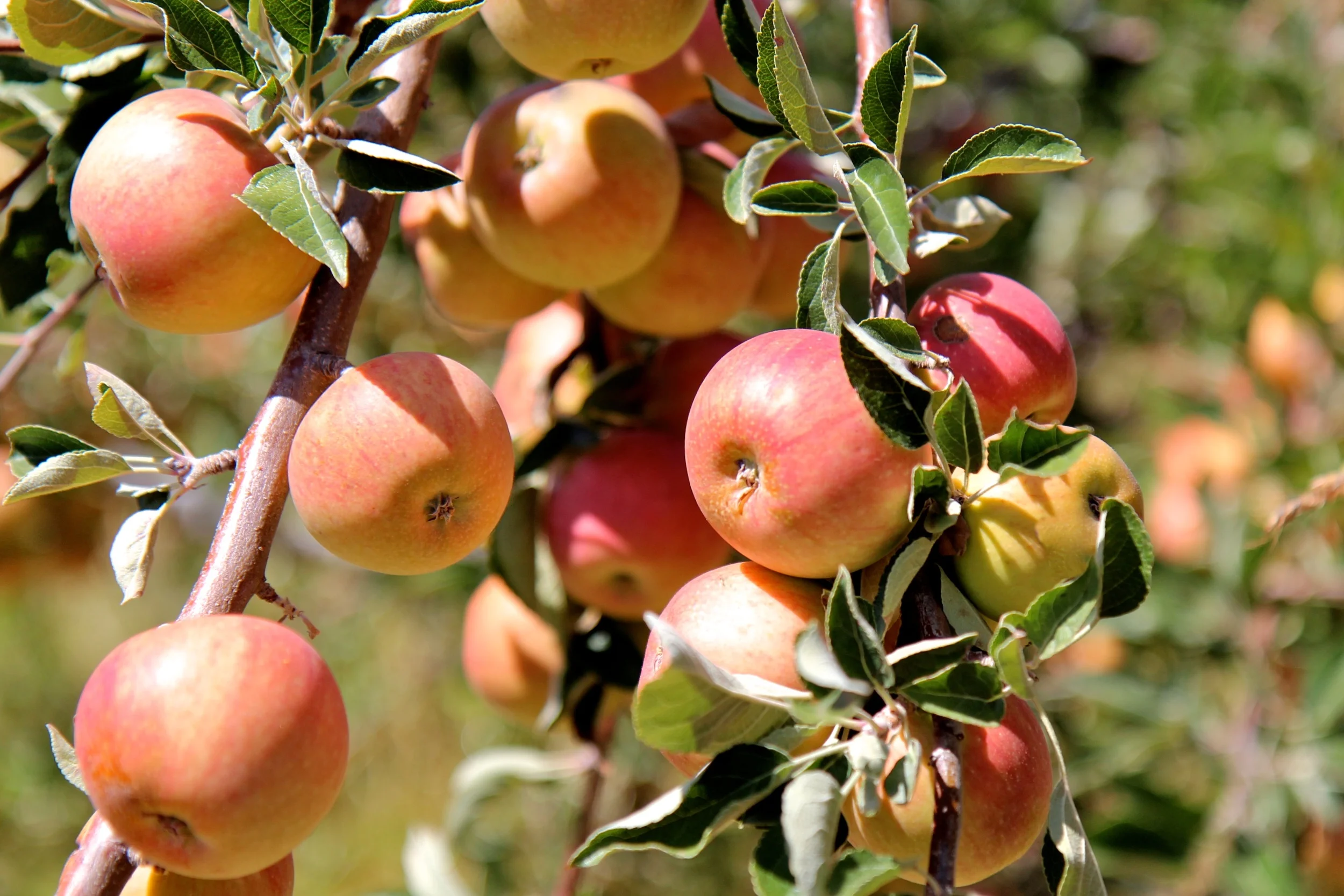 Apple Tree by Karol Franks