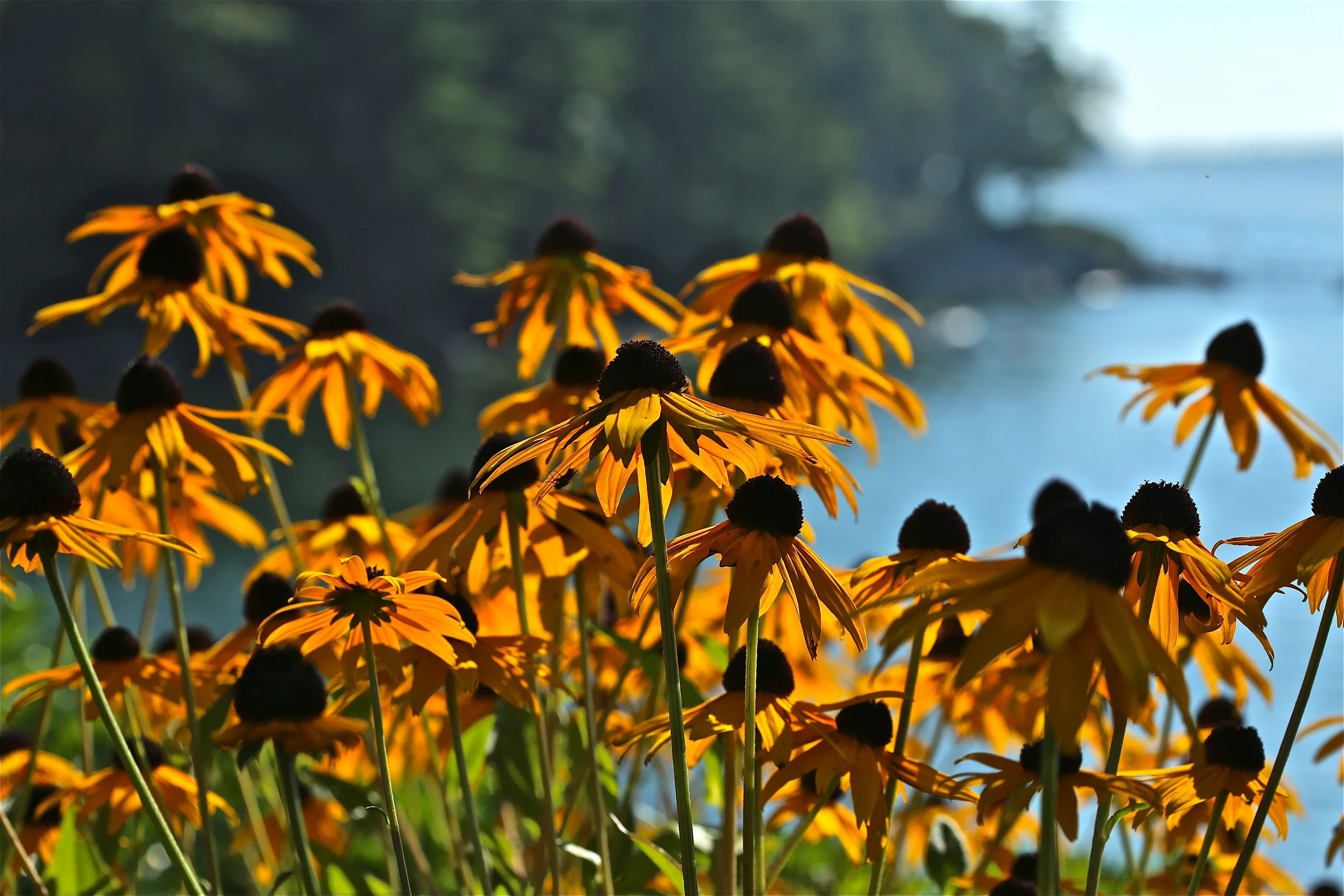 Black Eyed Susan by smilla4