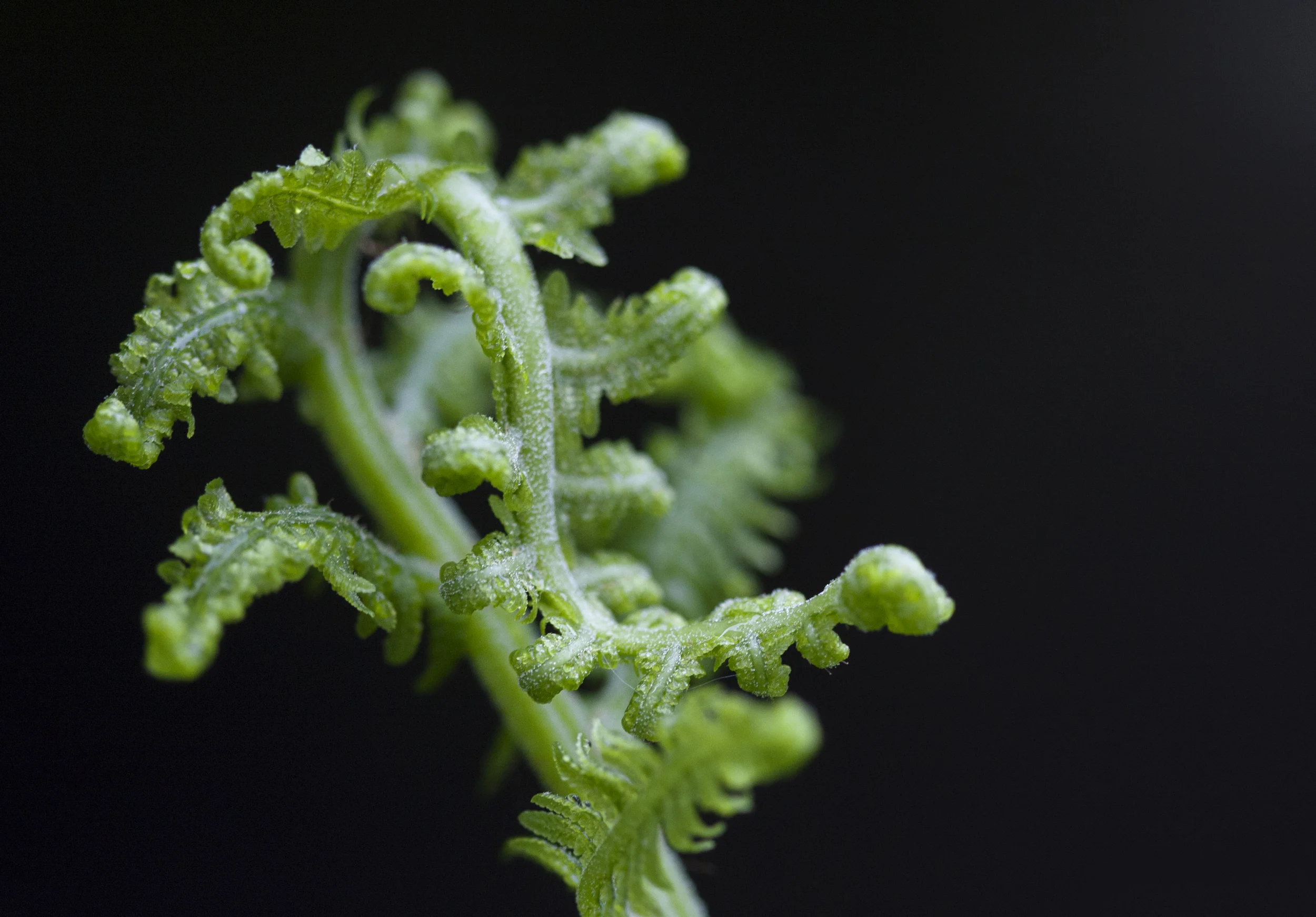 Fern fiddlehead by Liz West.jpg