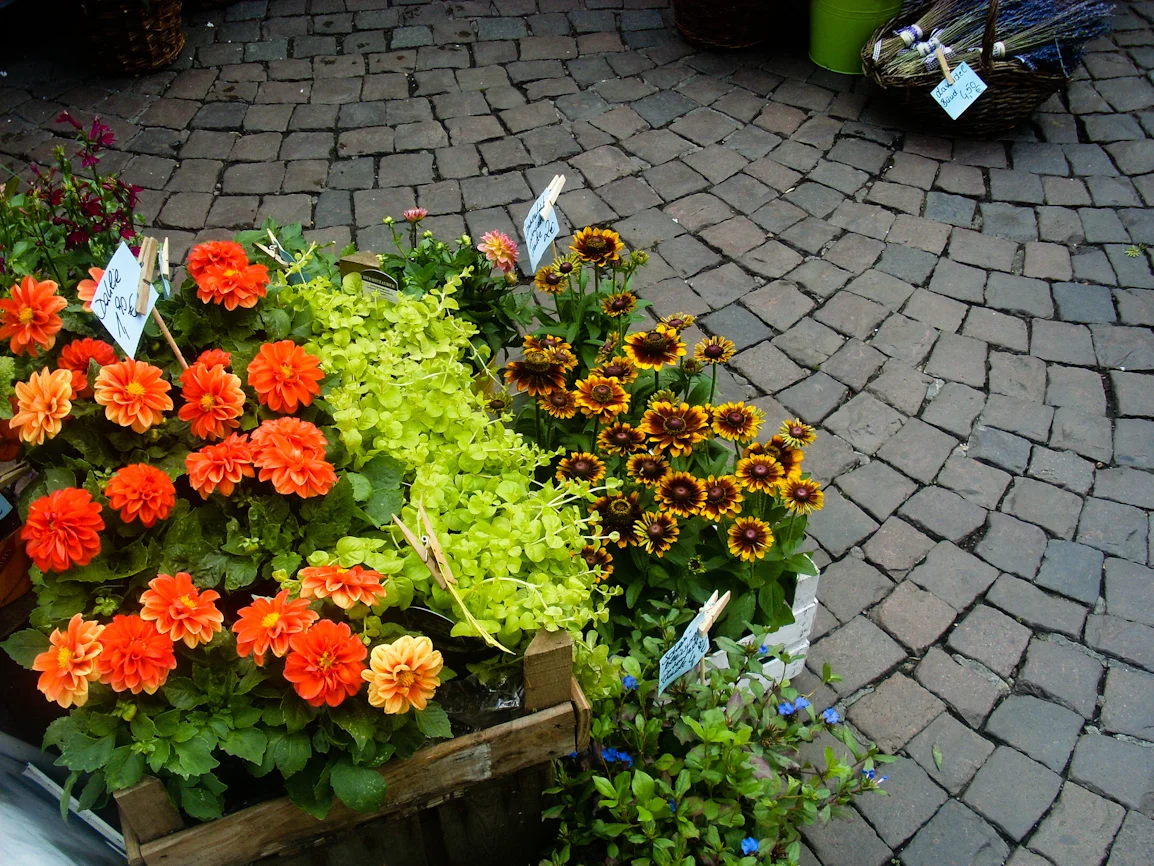 Flowers for sale by garzhia.jpg