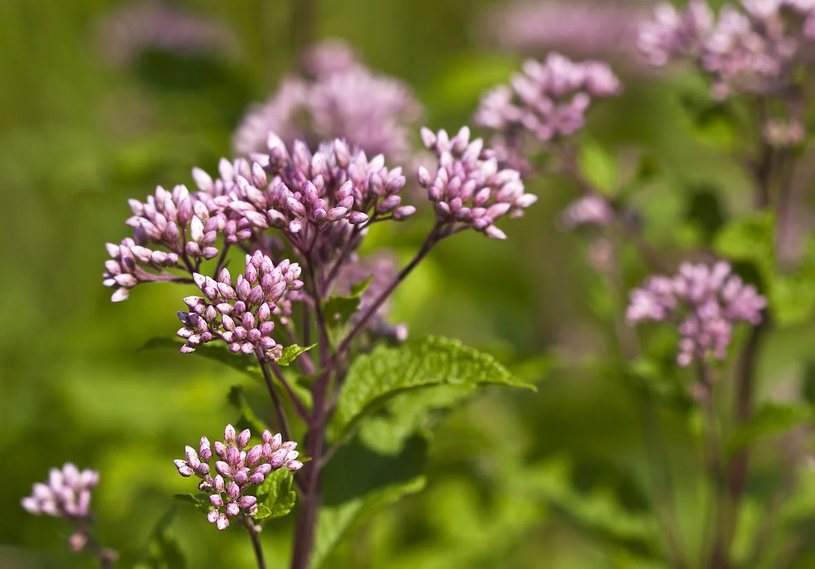 Pope Farm Prairies and Savanna Tour