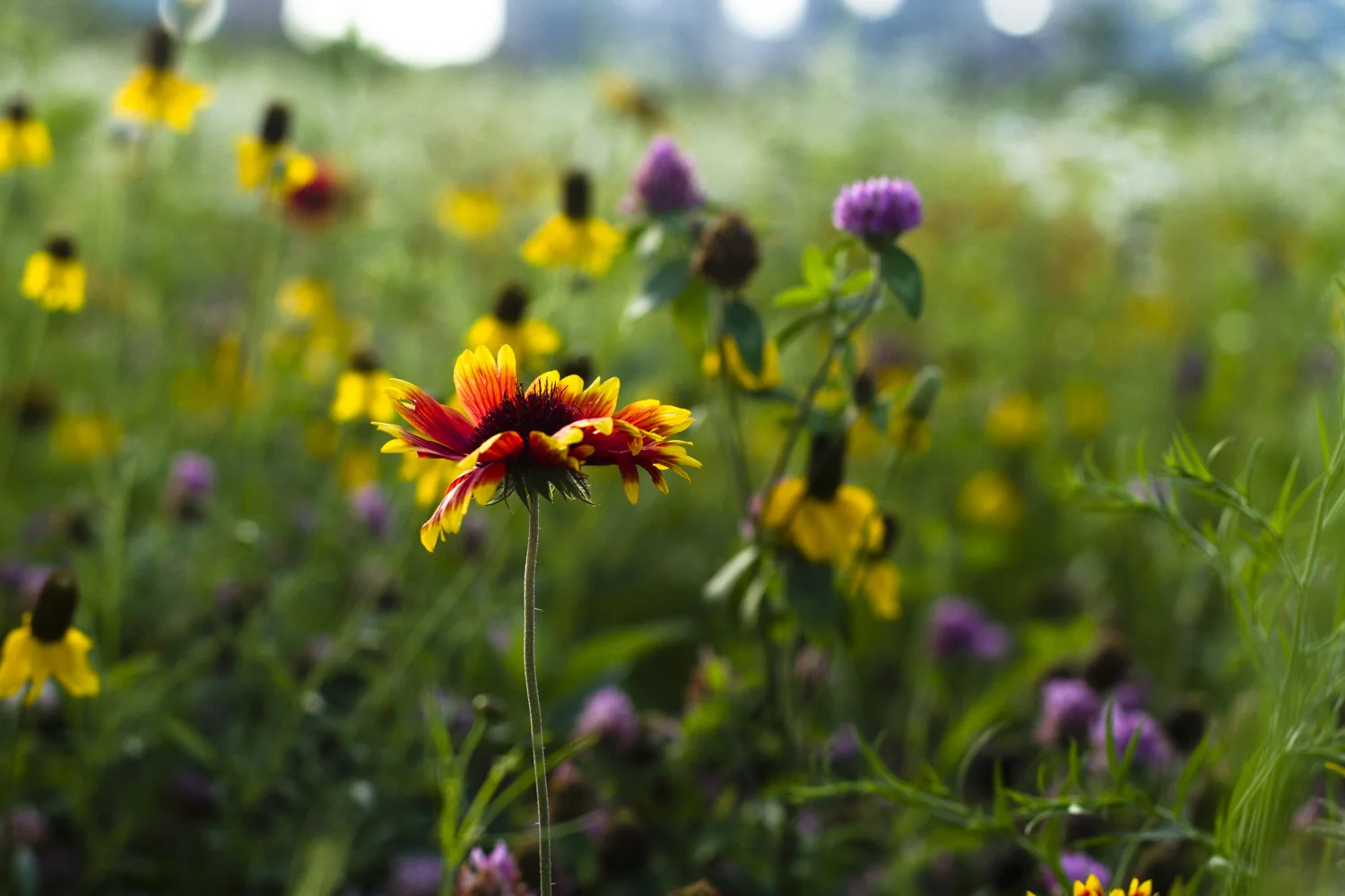 Prairie Flowers by Dave.jpg