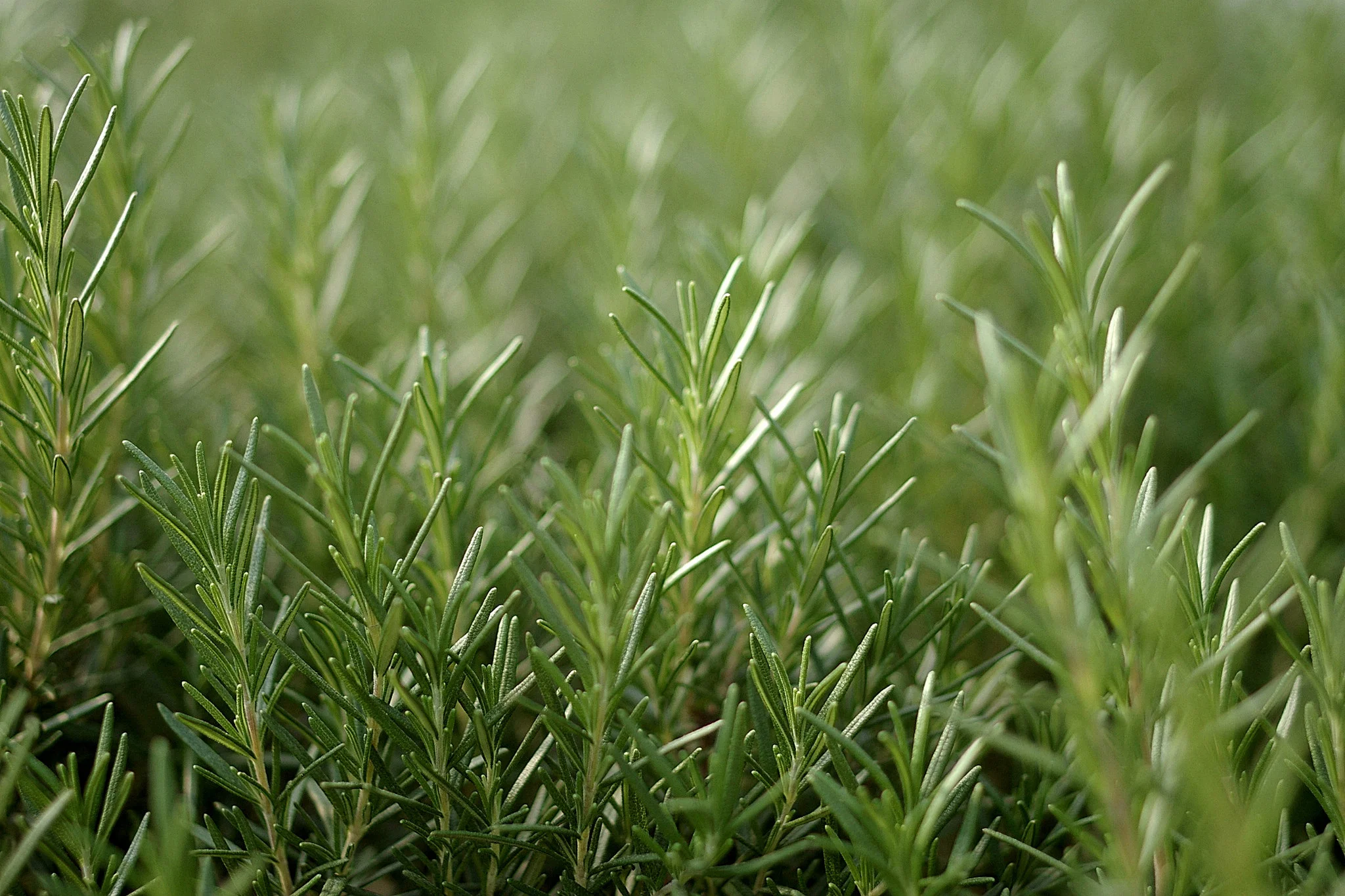 Student Horticulture Club Herb Sale