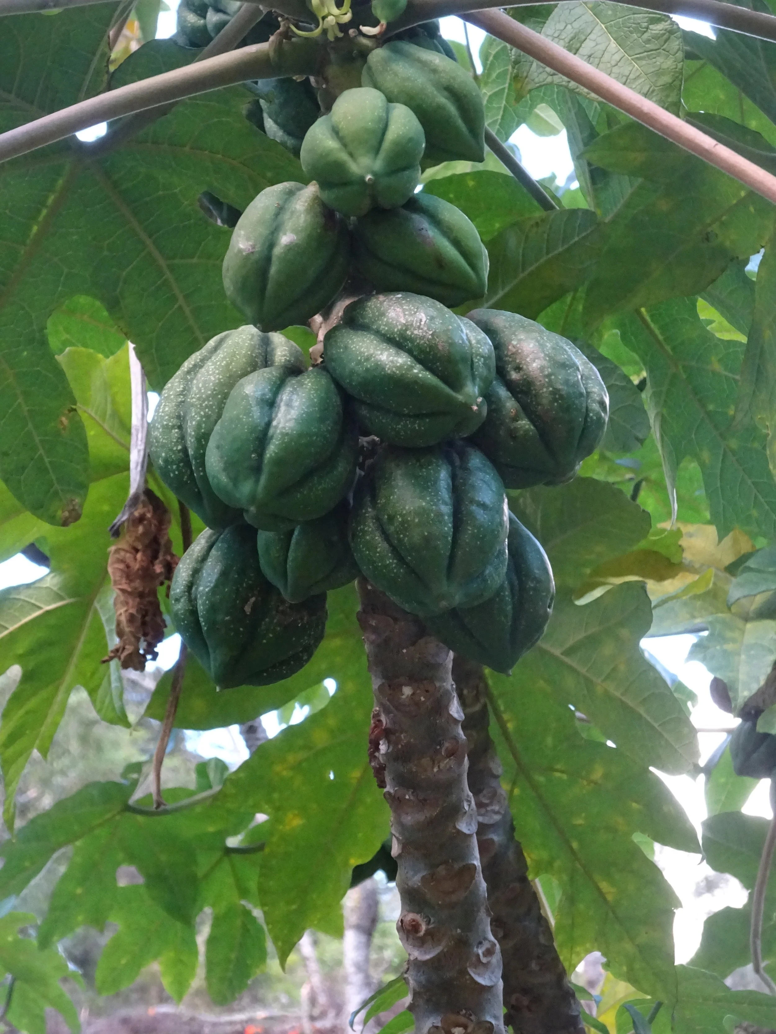 Tropical Treasures in Costa Rica 