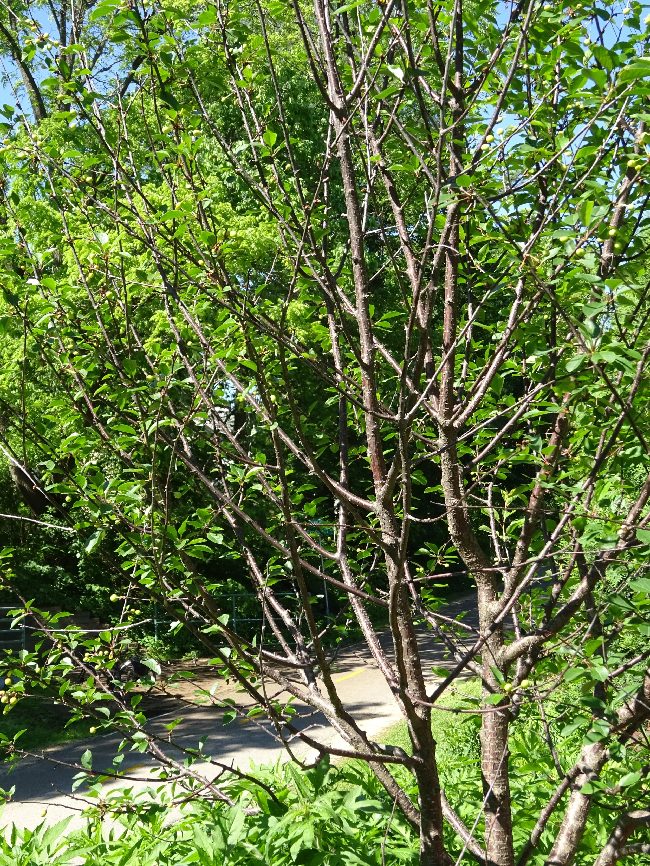 Masterclass:  Winter Fruit Pruning