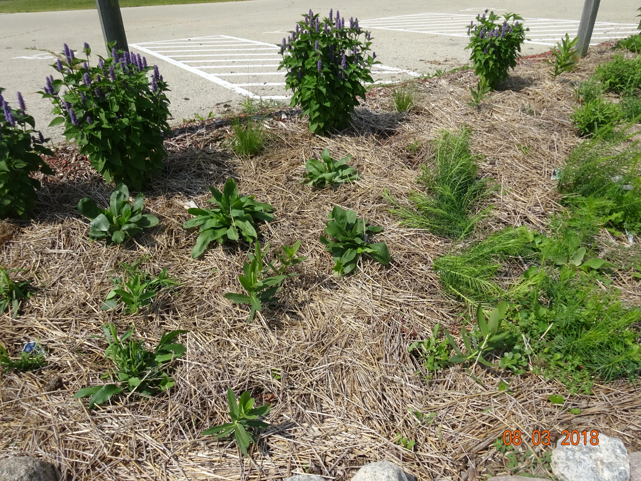 Plant Sale Benefit for Habitat for Humanity