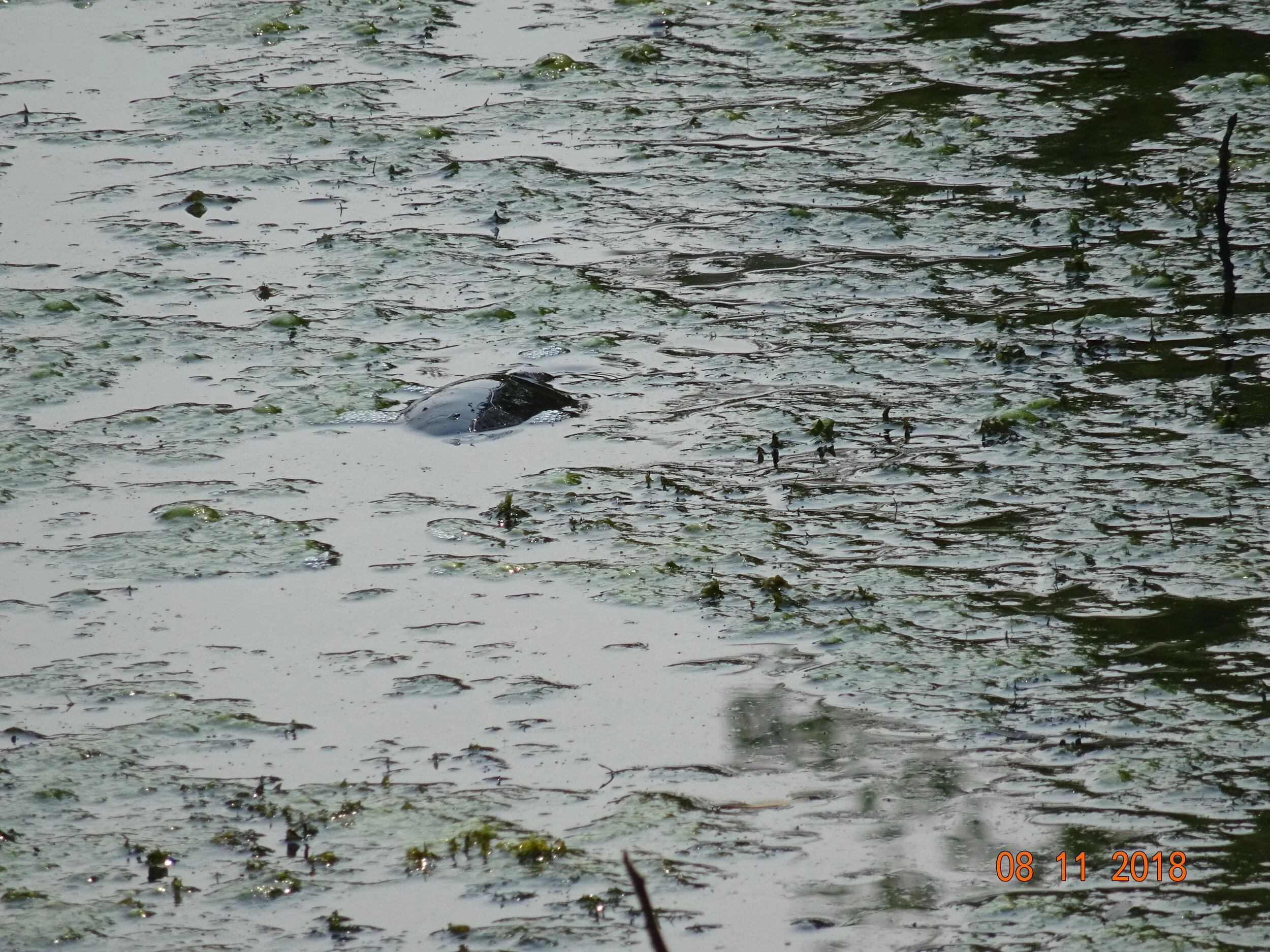 Testing, Amending, and Managing Gardens for Soil Health