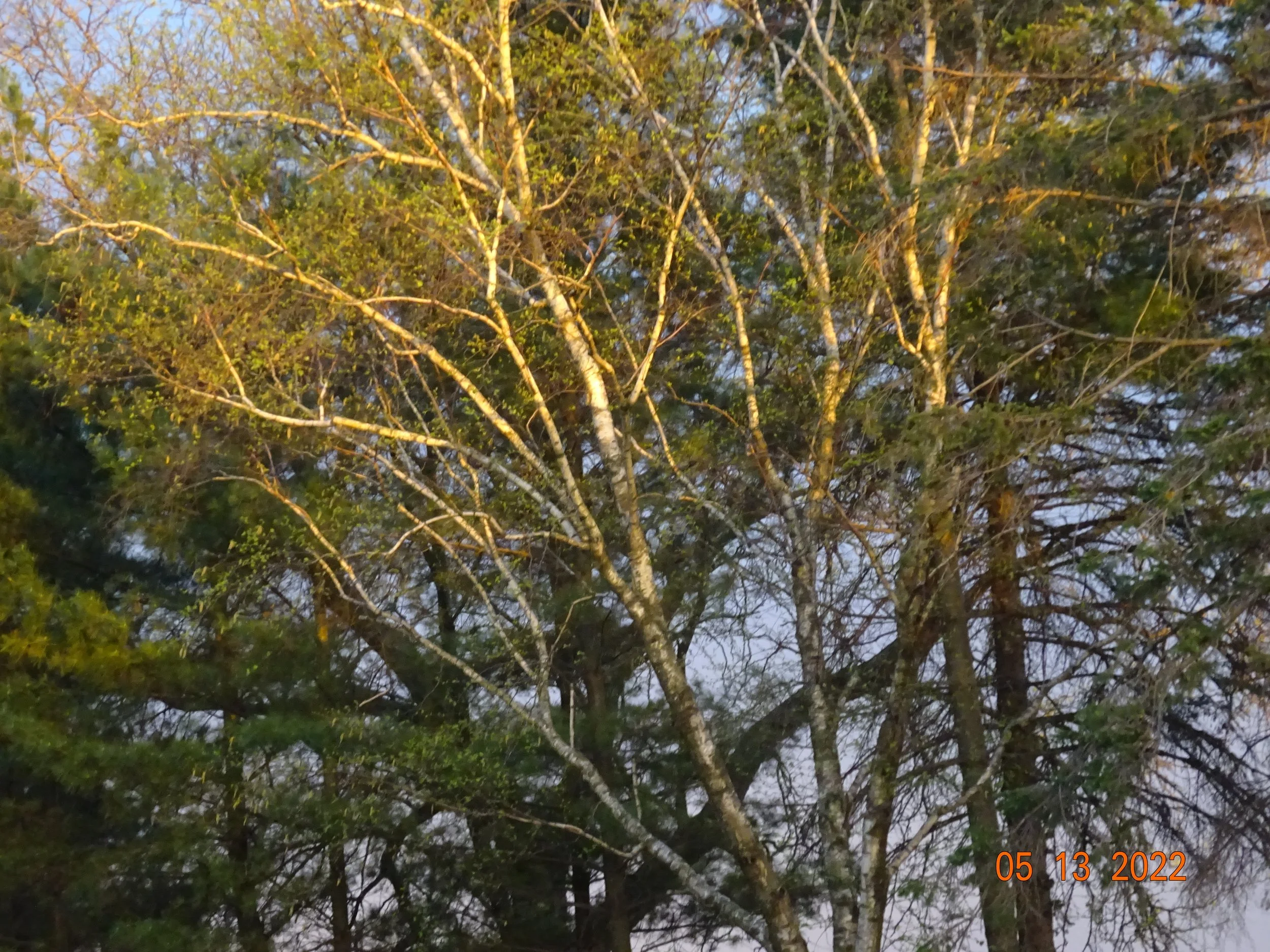 Diseased, Decayed, Defective, and Dangerous: When Good Trees Go Bad