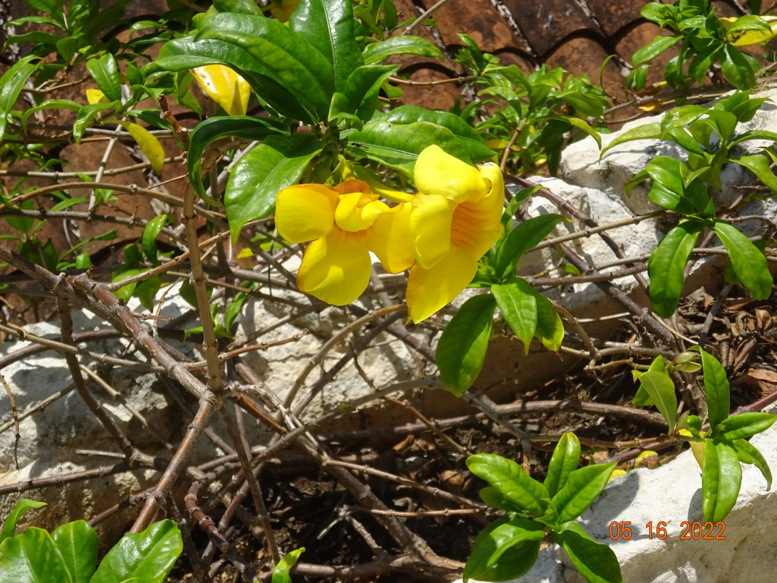 Garden Tours - Olbrich Benefit - Seven Oregon area gardens + a prairie