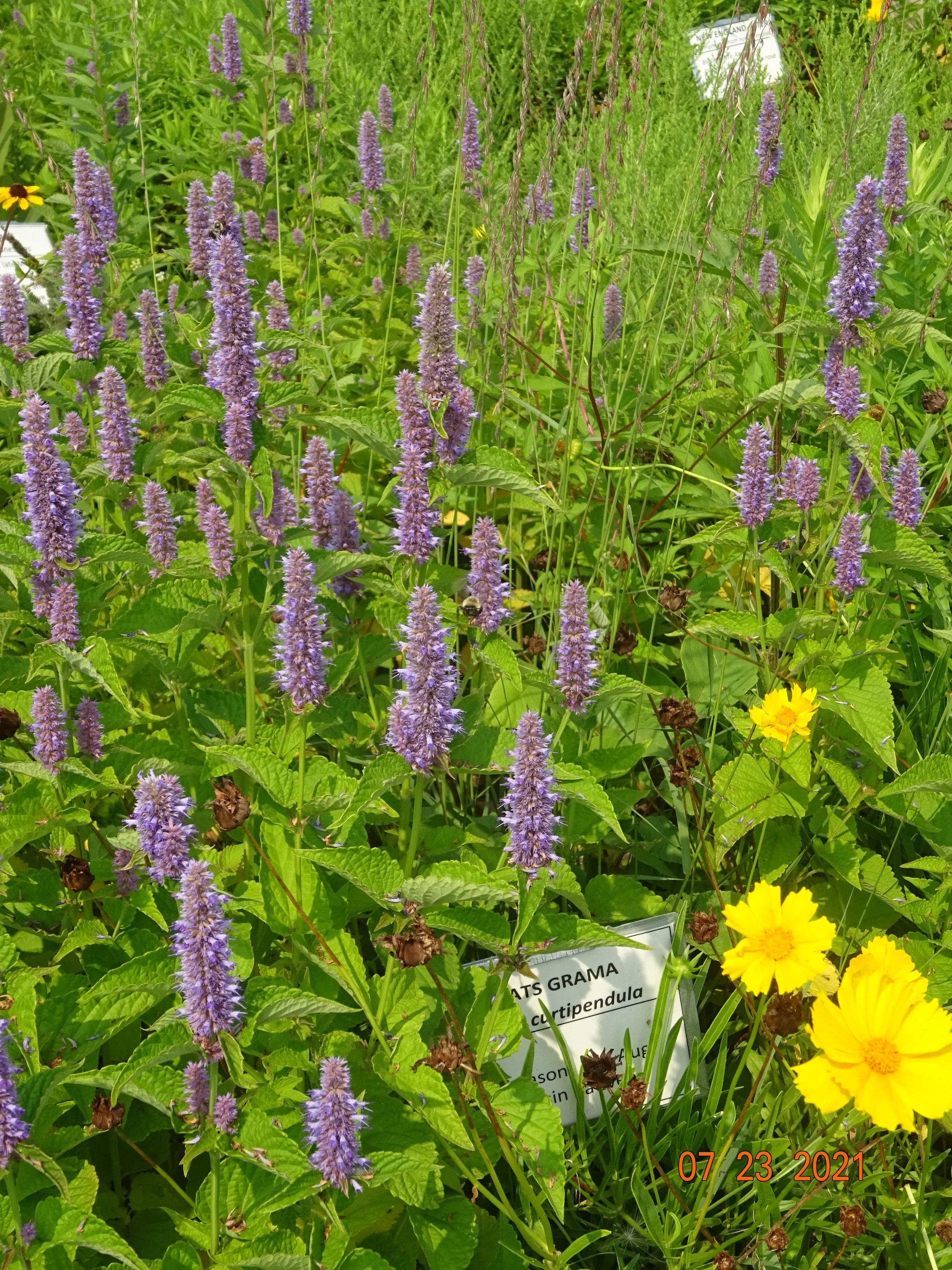 Planting a Pollinator Garden