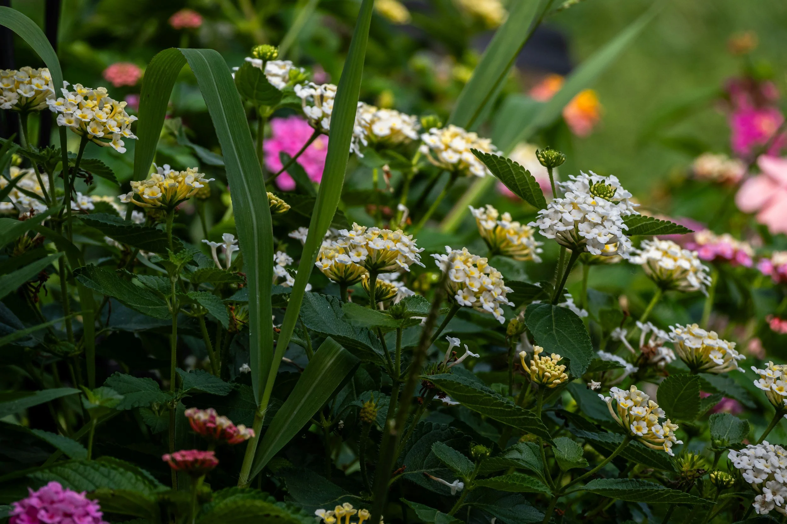 Near West Side Garden Tours
