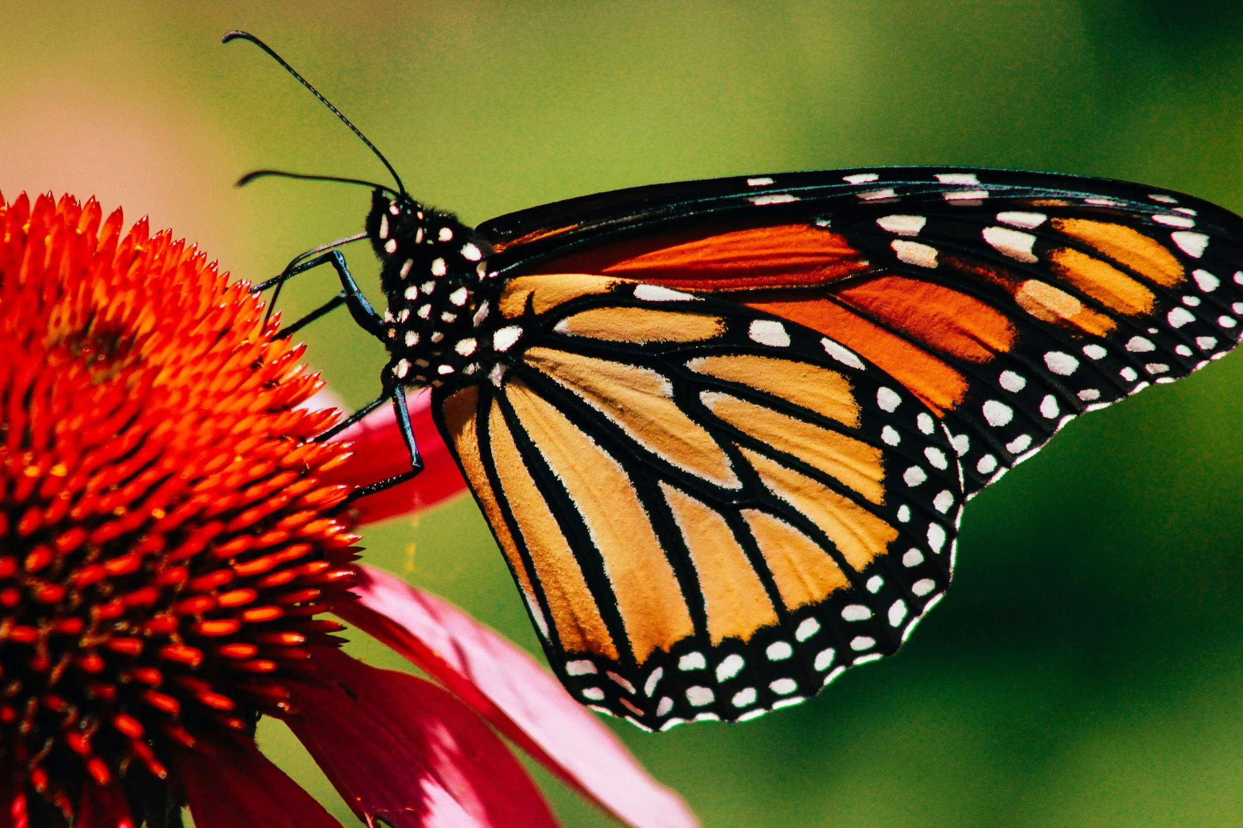 Olbrich Butterfly Action Day