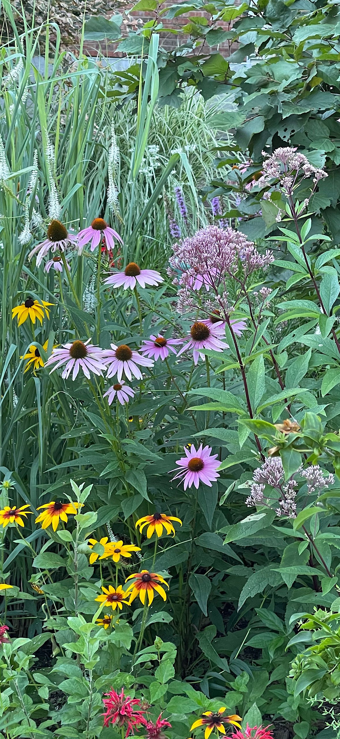 Colorful native pollinator plants