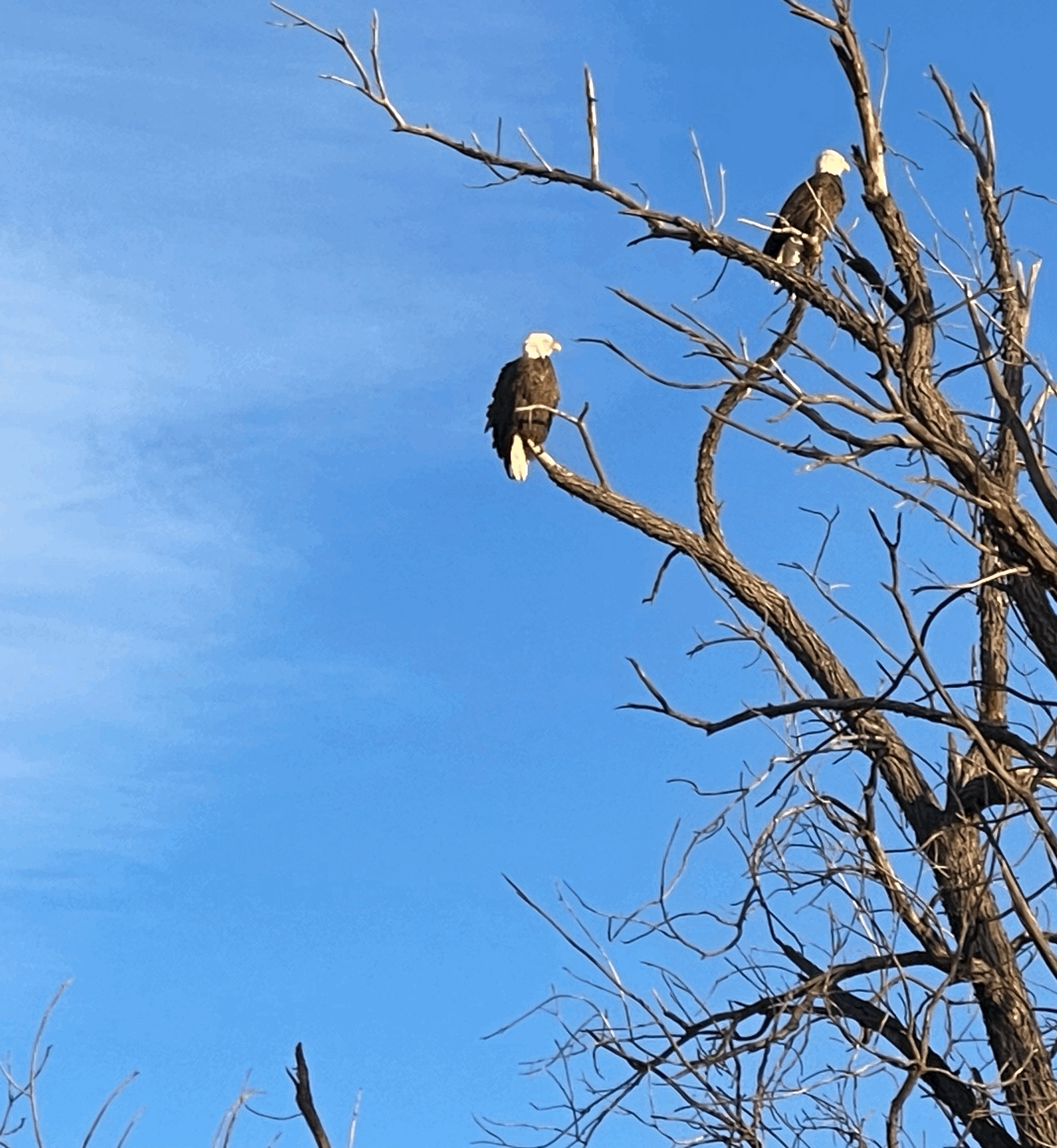  A pair of Bald Eagles are nesting near GasparillaGetaways! They fly over the property daily and you can see their nest from the big Bay House and the Beach Cottage. 