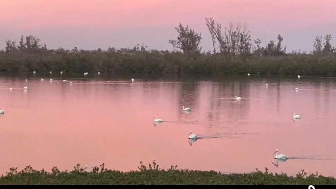  White pelicans in front of the  Bay House right after sunset. They migrate here in late October and stay until late March. 