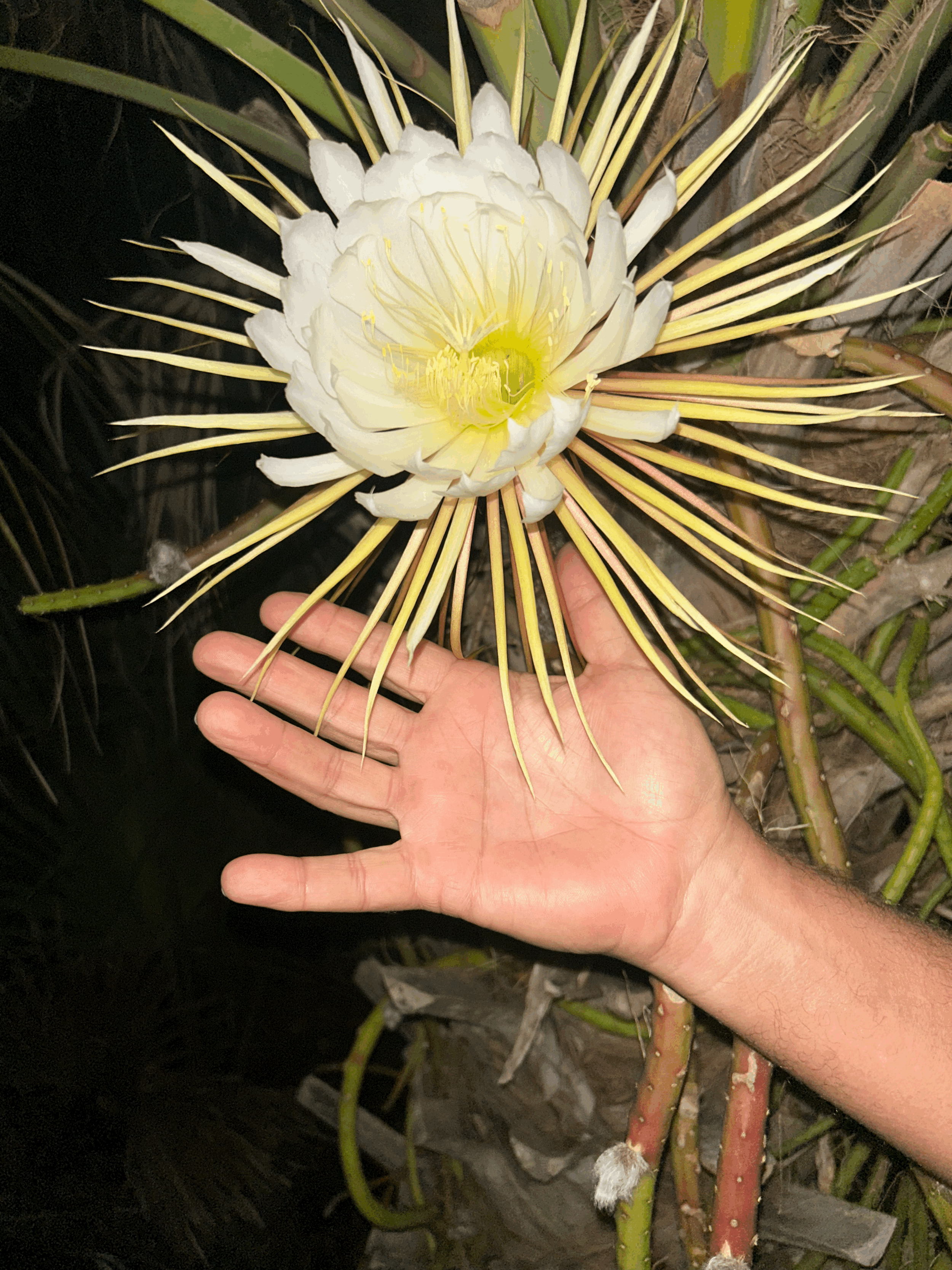  Night Blooming Cereus on Gasparilla Getaways.&nbsp;&nbsp;Each fabulous bud blooms only one night per year in late May and June. 