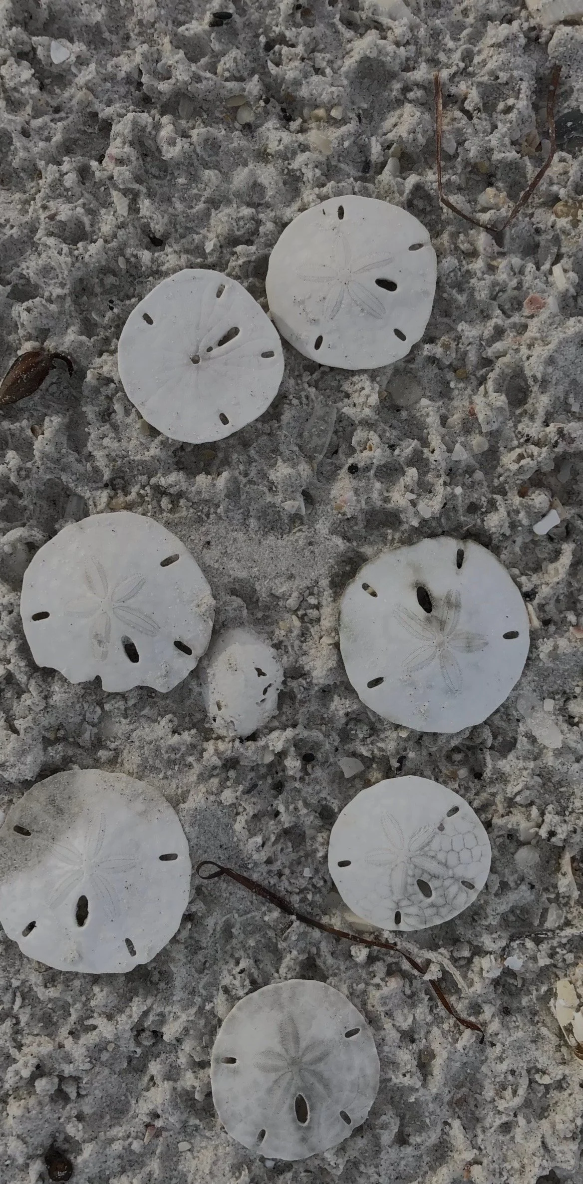  Sand dollars found in abundance on the beach in August. (It doesn’t happen every August, but usually does at some point in the summer.) 