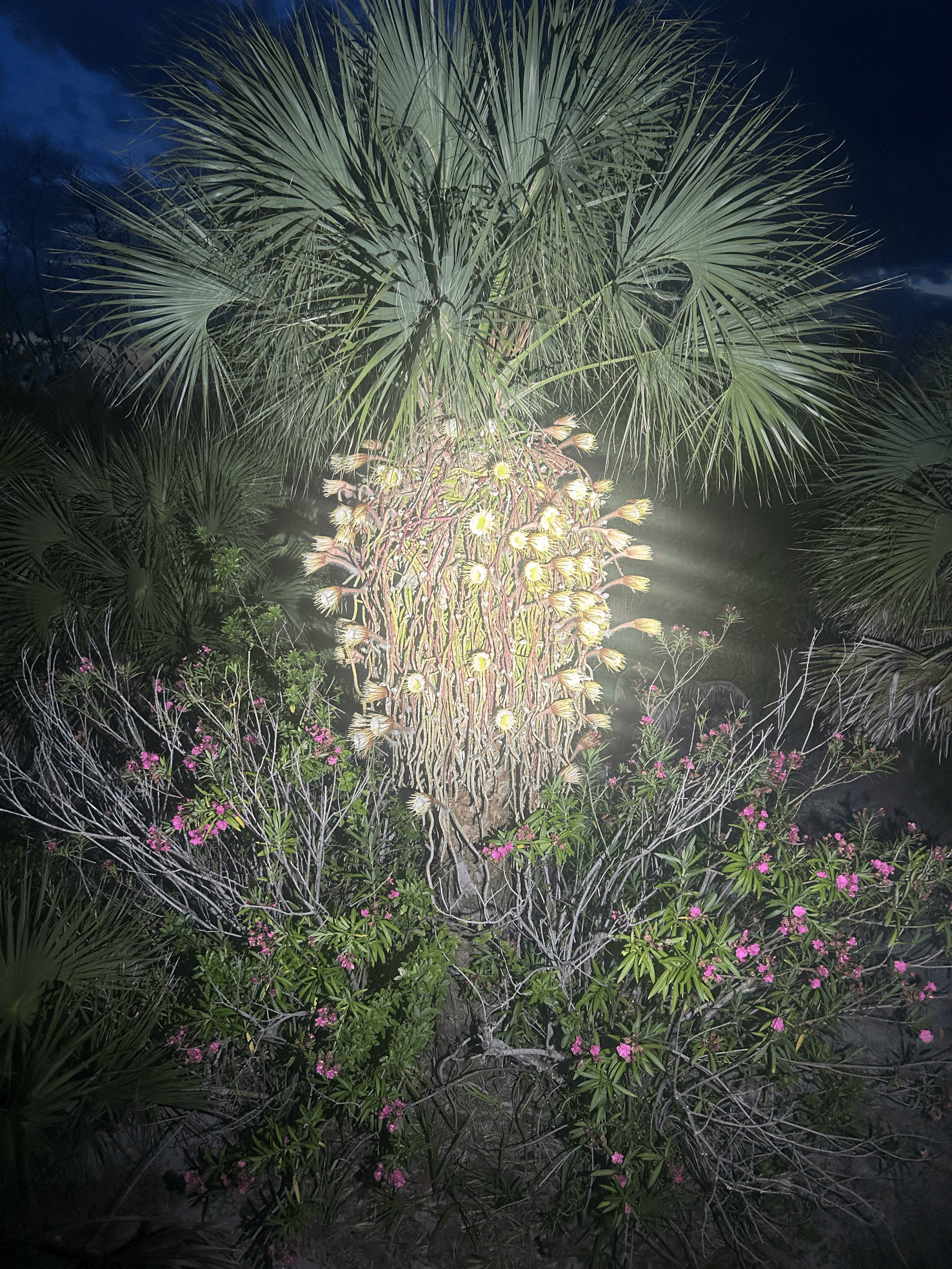  Night Blooming Cereus on Gasparilla Getaways.&nbsp;&nbsp;Each fabulous bud blooms only one night per year in late May and June. 