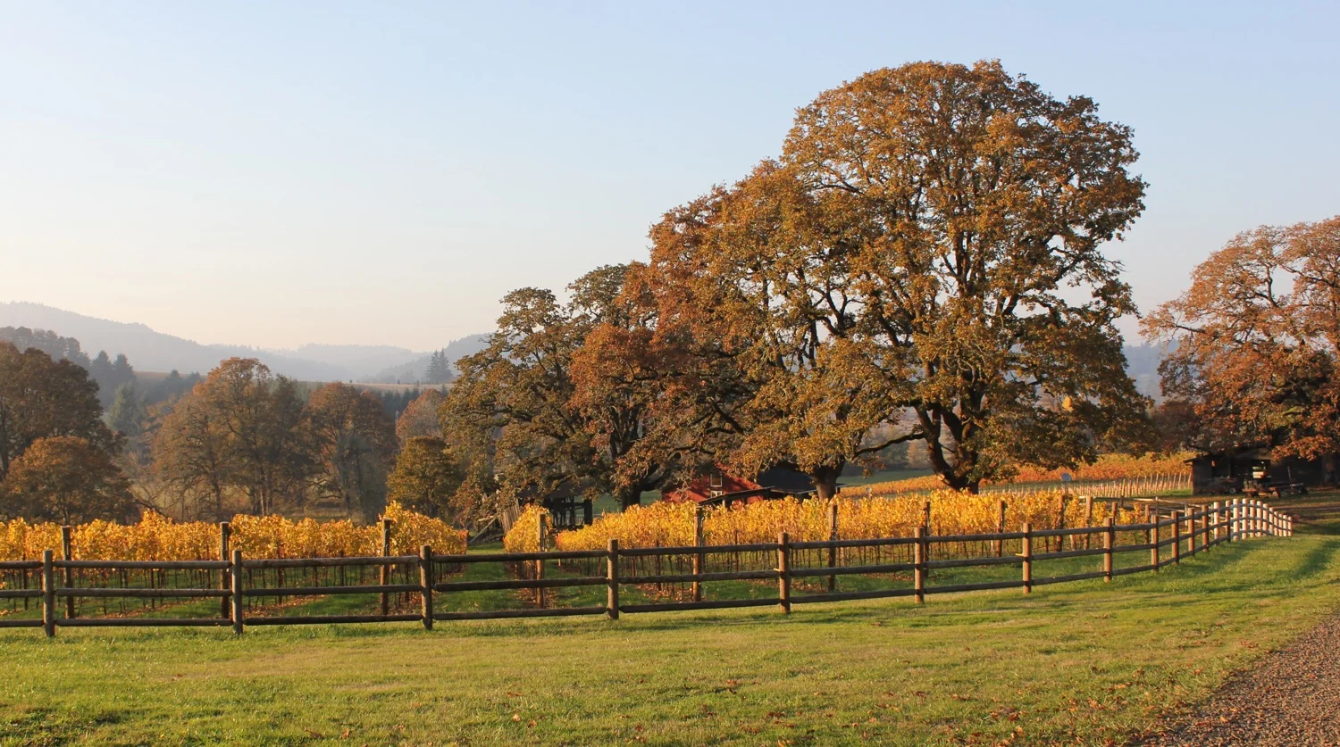 bennett-vineyards-fall.jpg