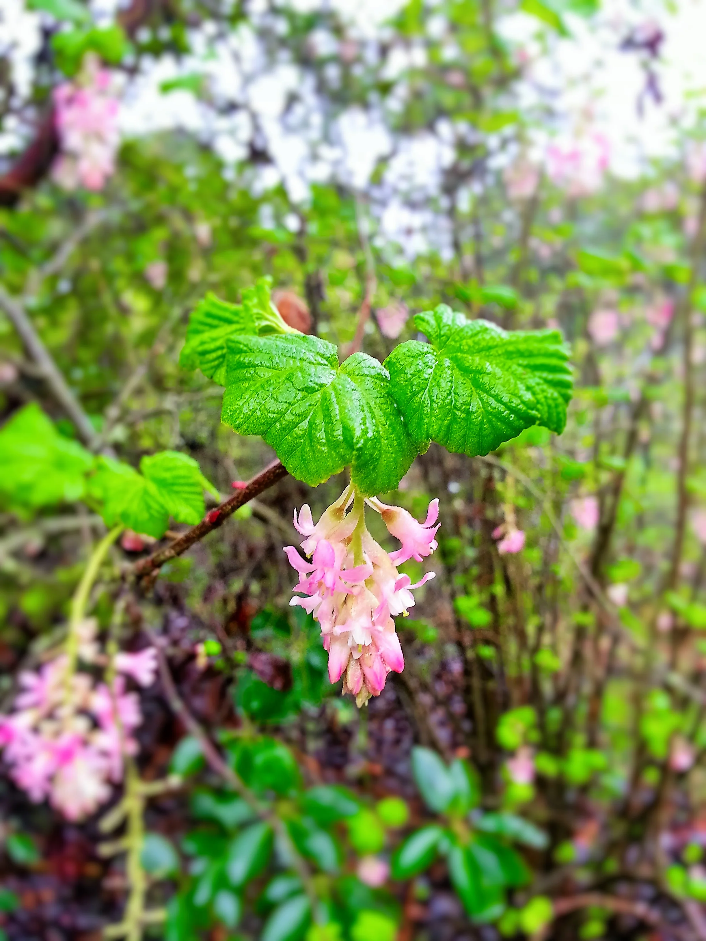ribes.jpg