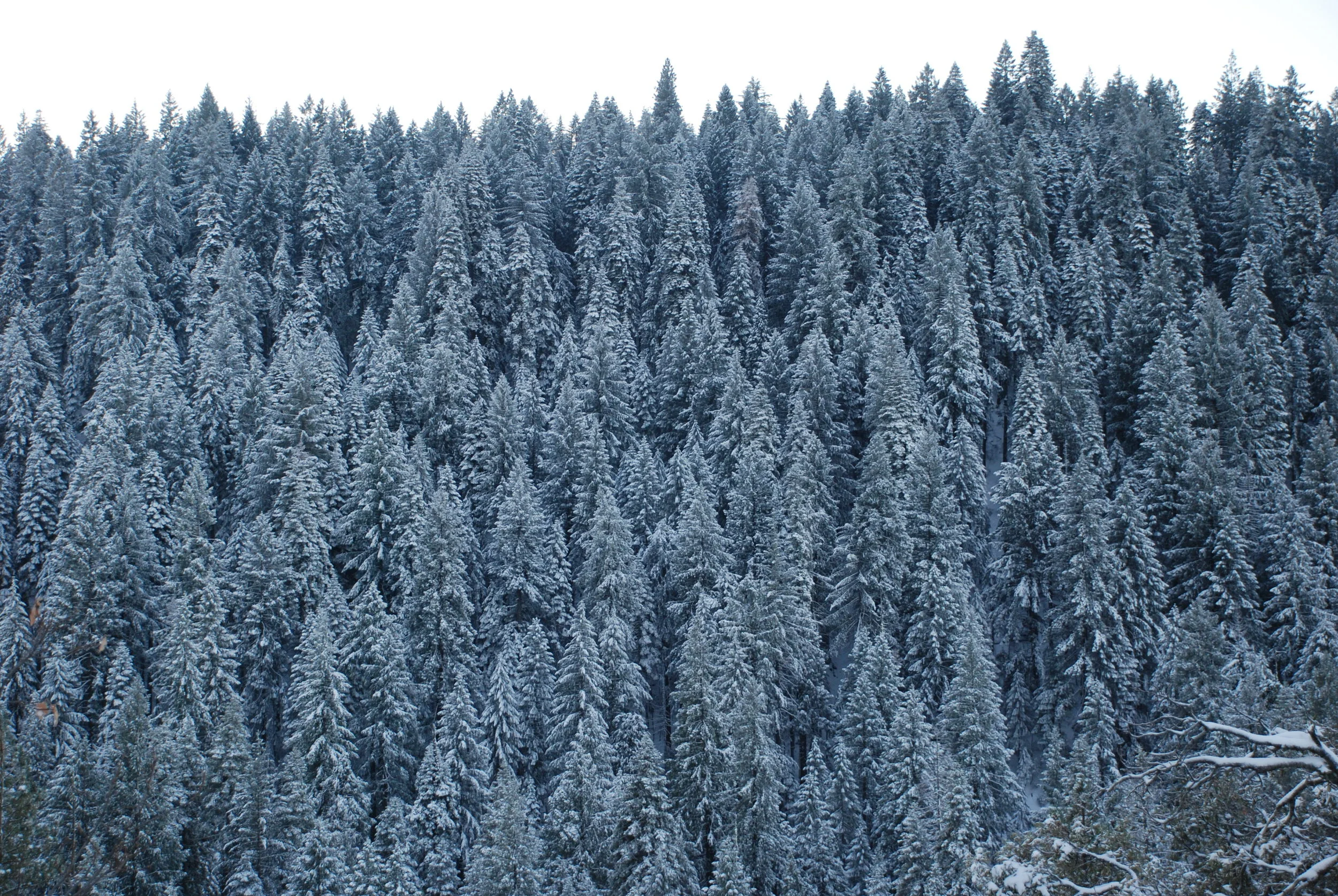 May Our Holiday Cheer Carry Us Through 2017