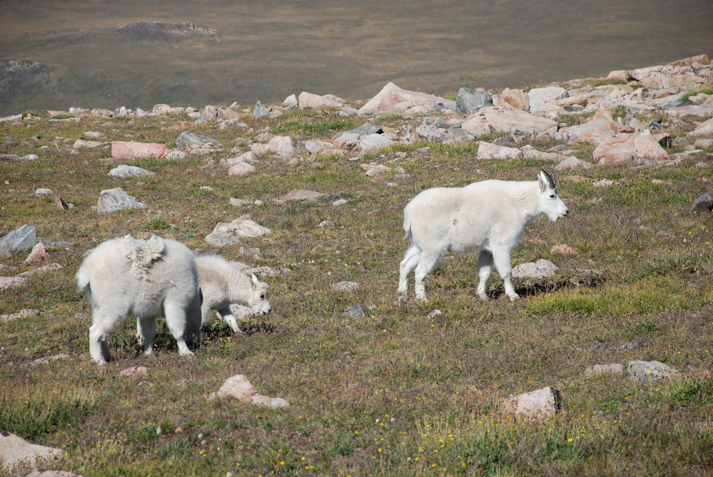 8 Caretakers of the Earth- The Arctic Poles