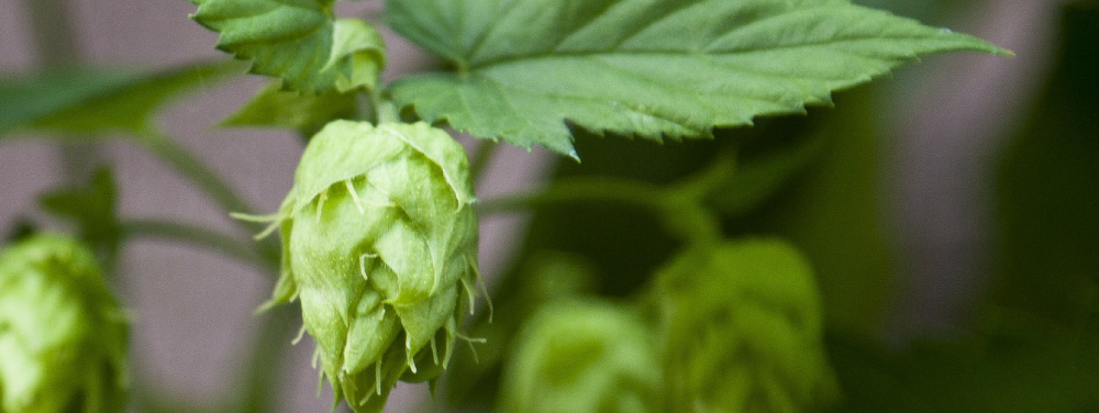 cropped_hops.png