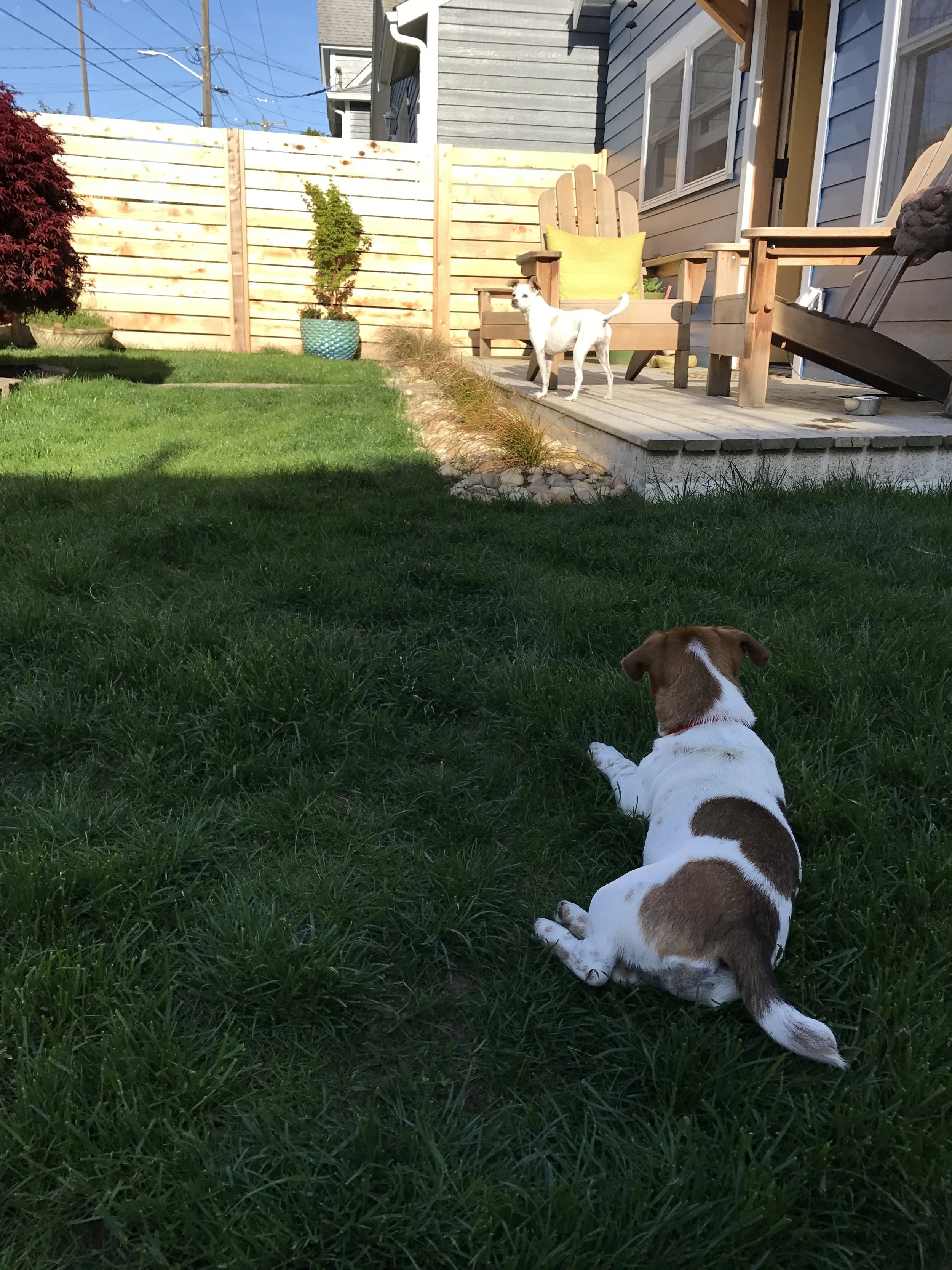 Maude and Alice patrol the backyard. 