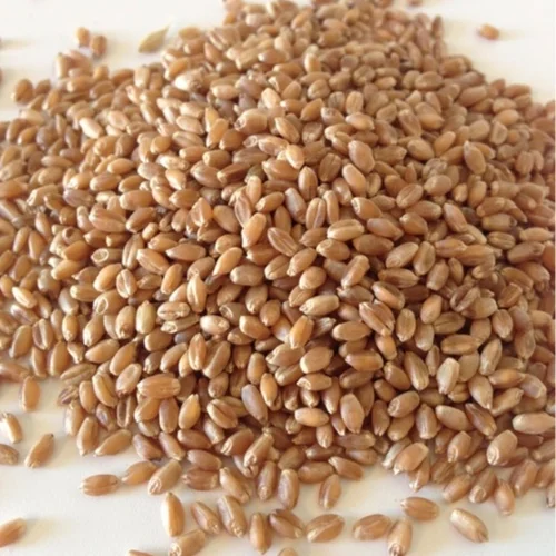 wheat+berries.jpg