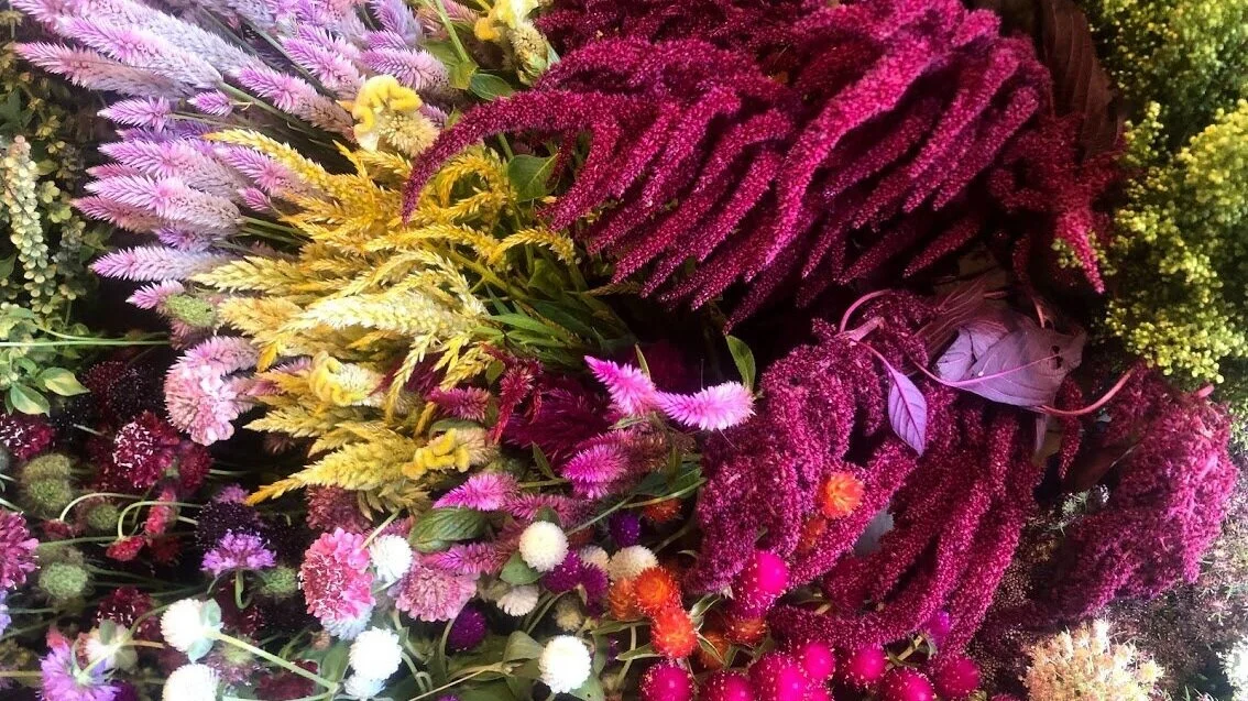 celosia+gomph.jpg