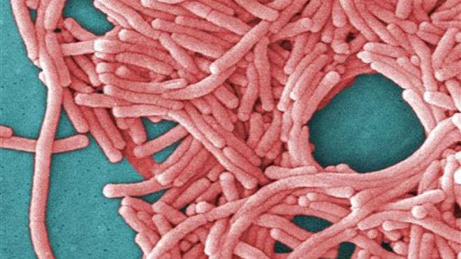 © Janice Haney Carr/Centers for Disease Control and Prevention via AP Centers for Disease Control and Prevention image shows a large grouping of Legionella pneumophila bacteria.