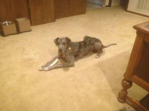 And here is Maverick. He's enjoying a bone in his new homed! He has a new mommy and daddy and a fellow female Great Dane to play with. 