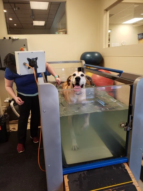 Duke in rehab.jpg