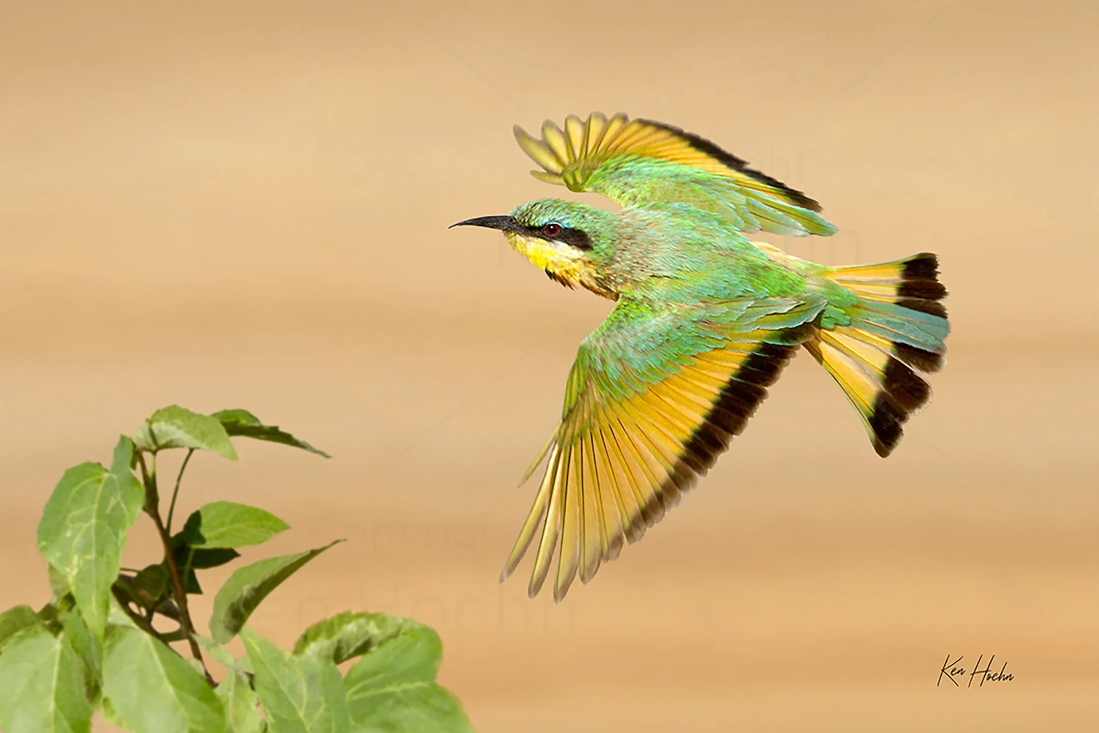 Little Bee Eaters Unframed.jpg