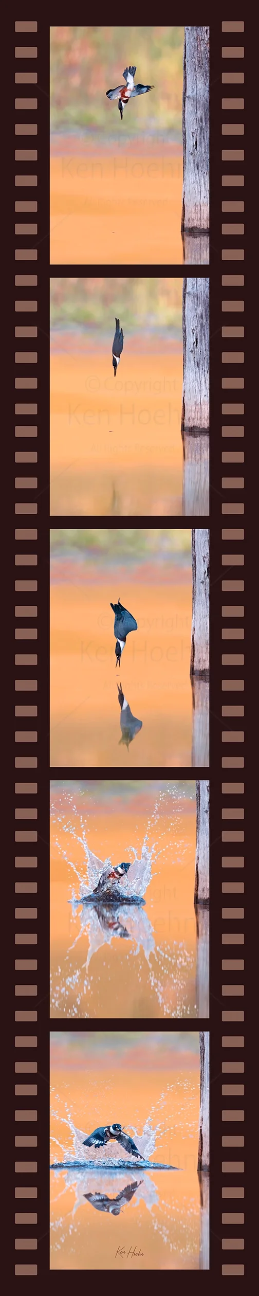 takeaway filet watermarked.webp