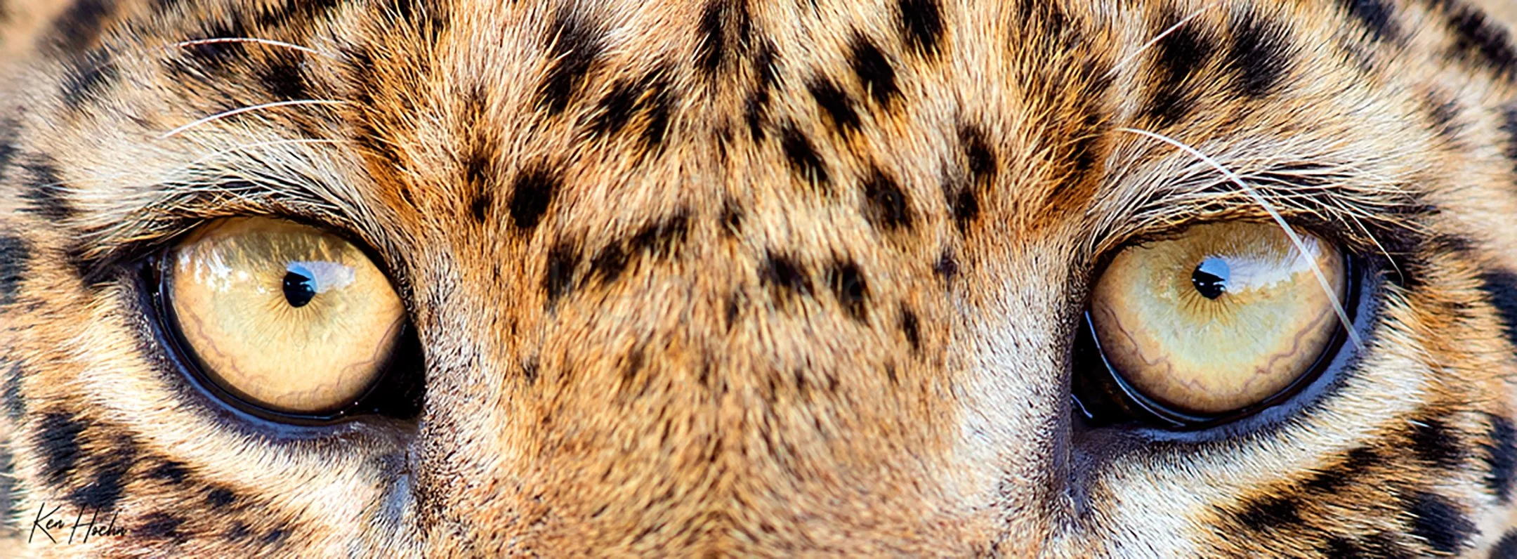 Wild Eyes Unframed.jpg