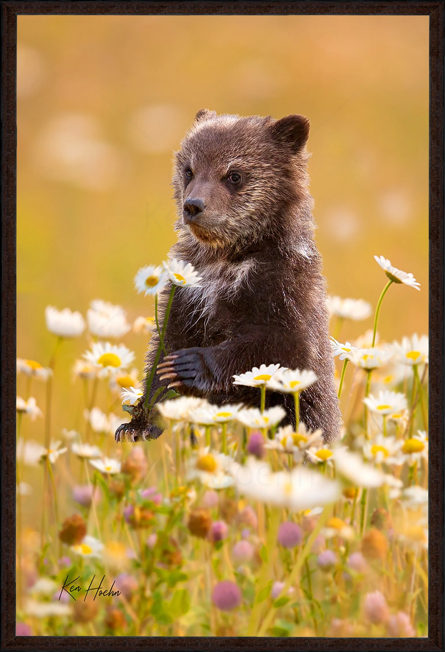 Daisy Summer Days Framed.jpg