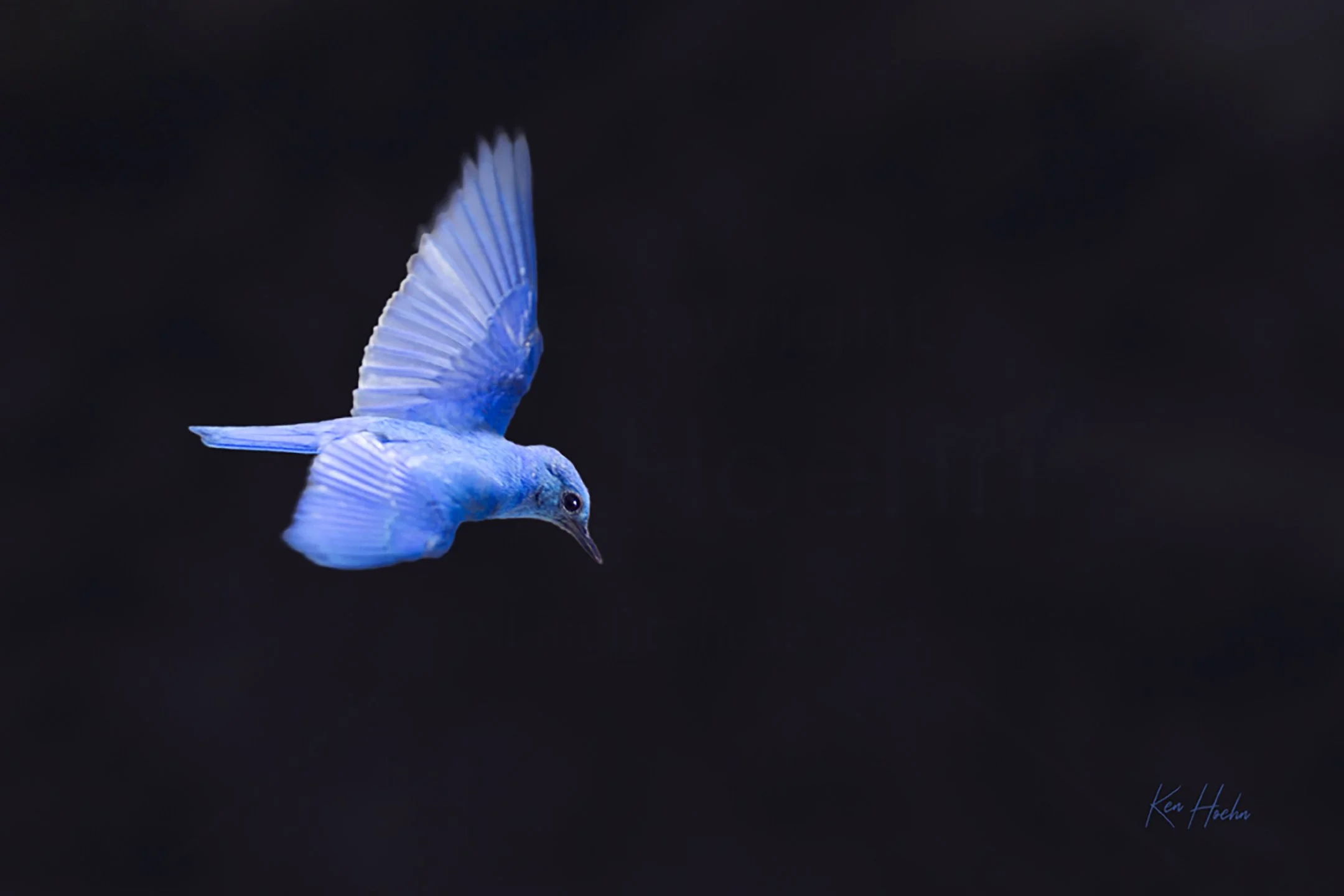 That Flash of Blue Unframed.jpg