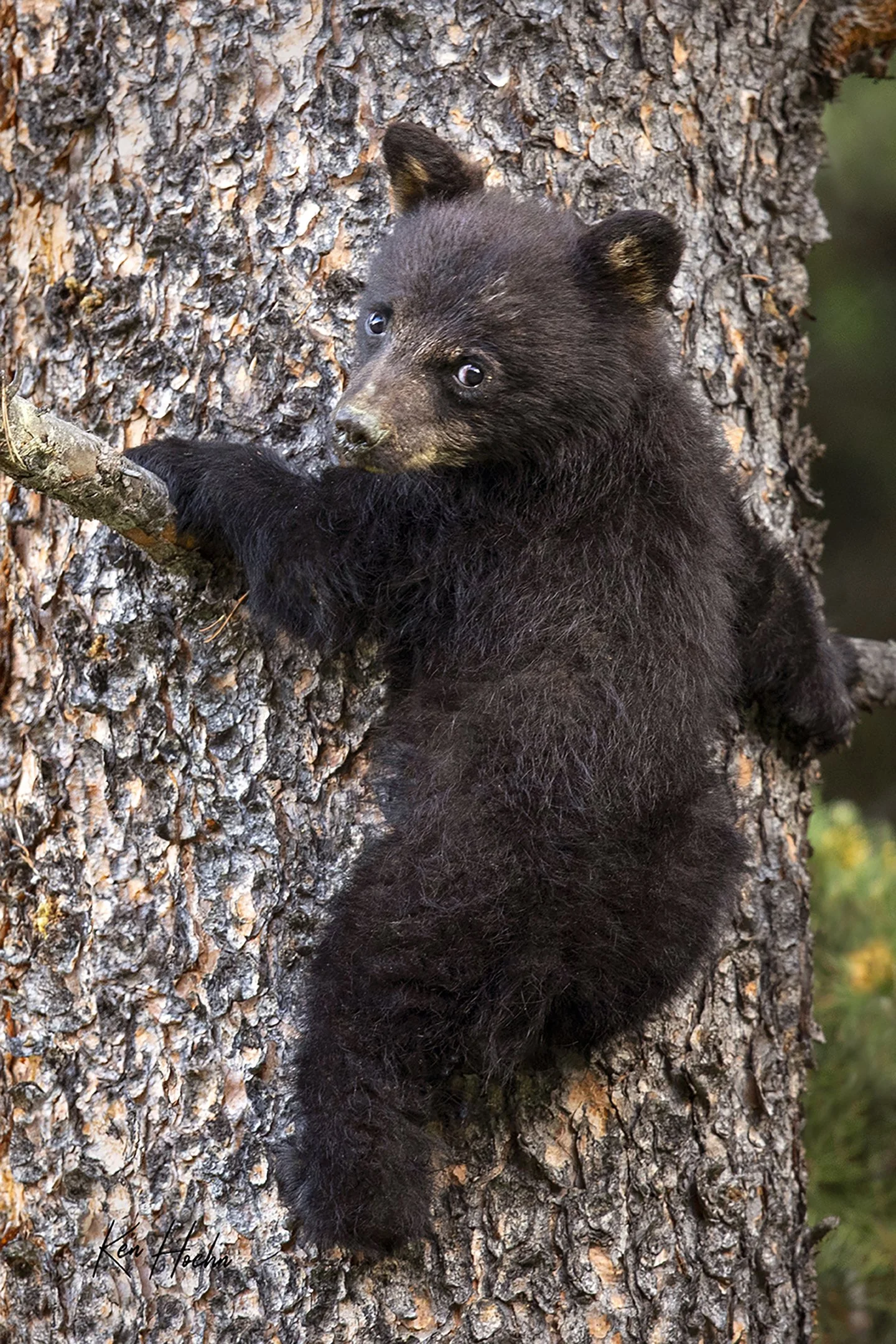 Lookin Back at Banff.jpg