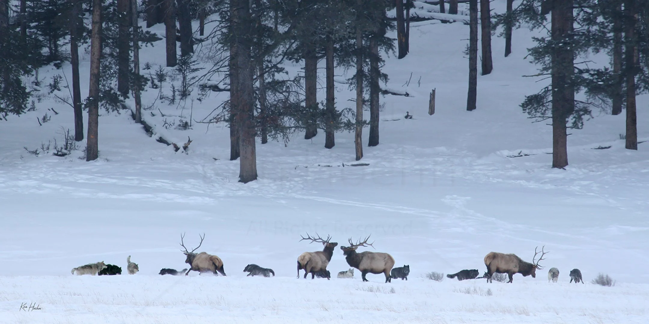 Wilderness Ballad 2 to 1 Unframed.jpg