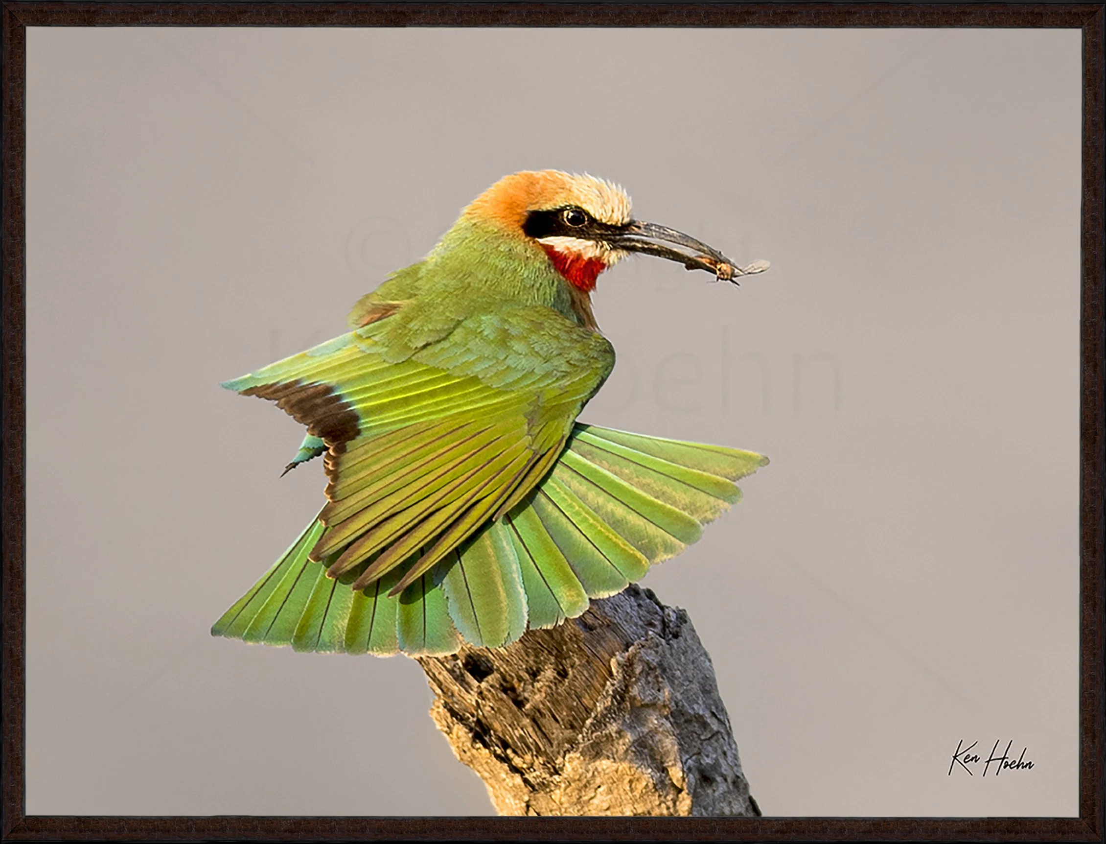White Fronted Bee Eater Framed 87.jpg