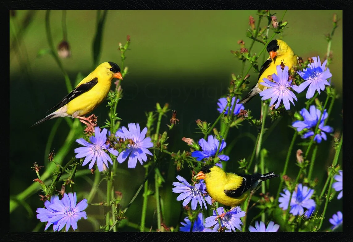 Hoehn 812 Along the Garden Path Framed.jpg