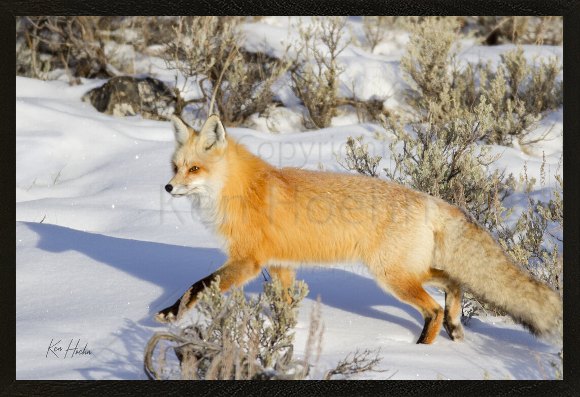 Hoehn 812 Winter Walk Framed.jpg